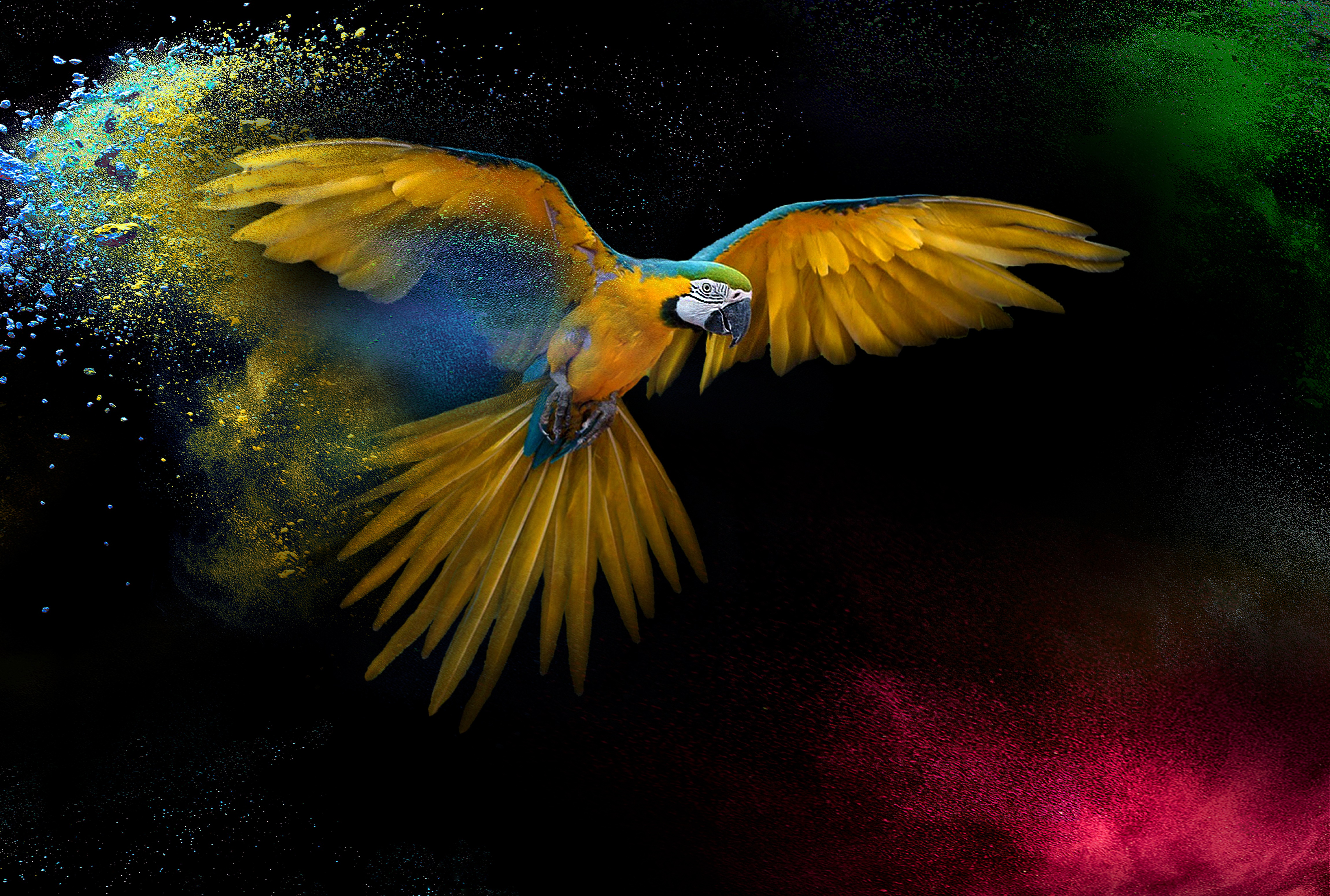 Macaw Wallpaper 4K, Wings, Feathers, Animals, #2062