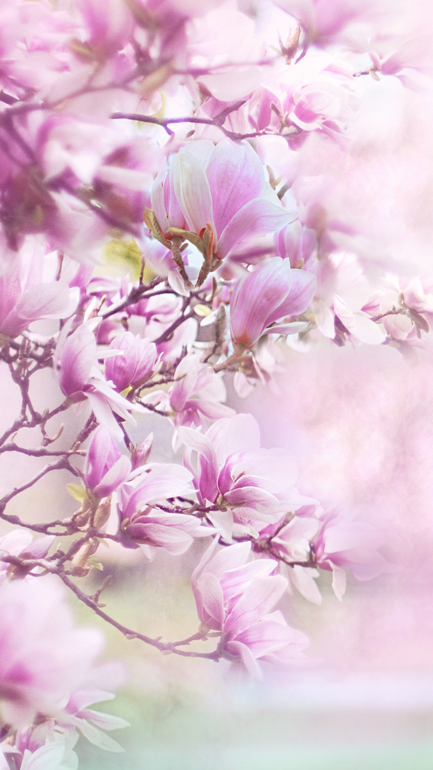 magnolia-flowers-blossom-pink-background