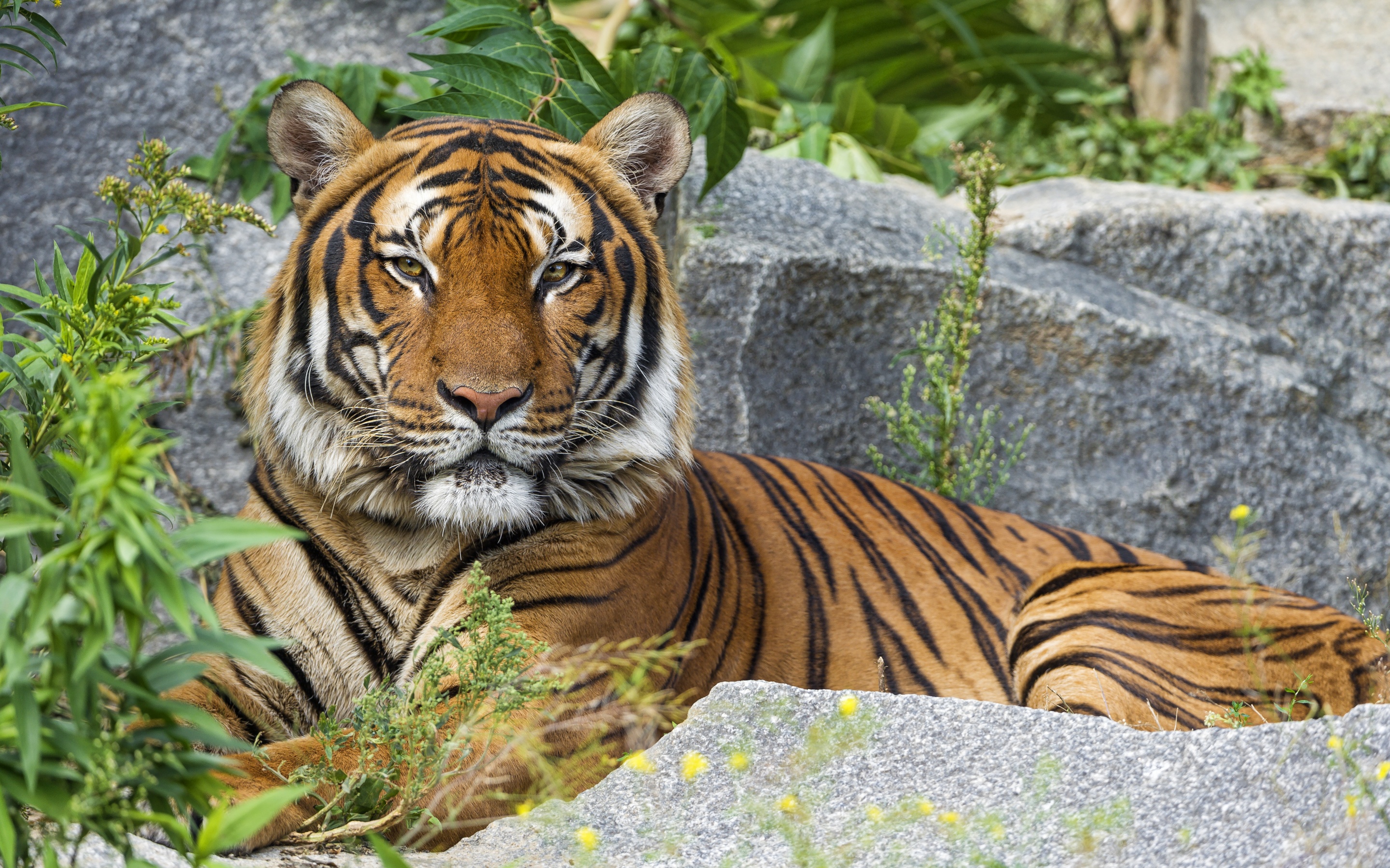 Malayan tiger Wallpaper 4K, Big cat, Wild animal, Predator