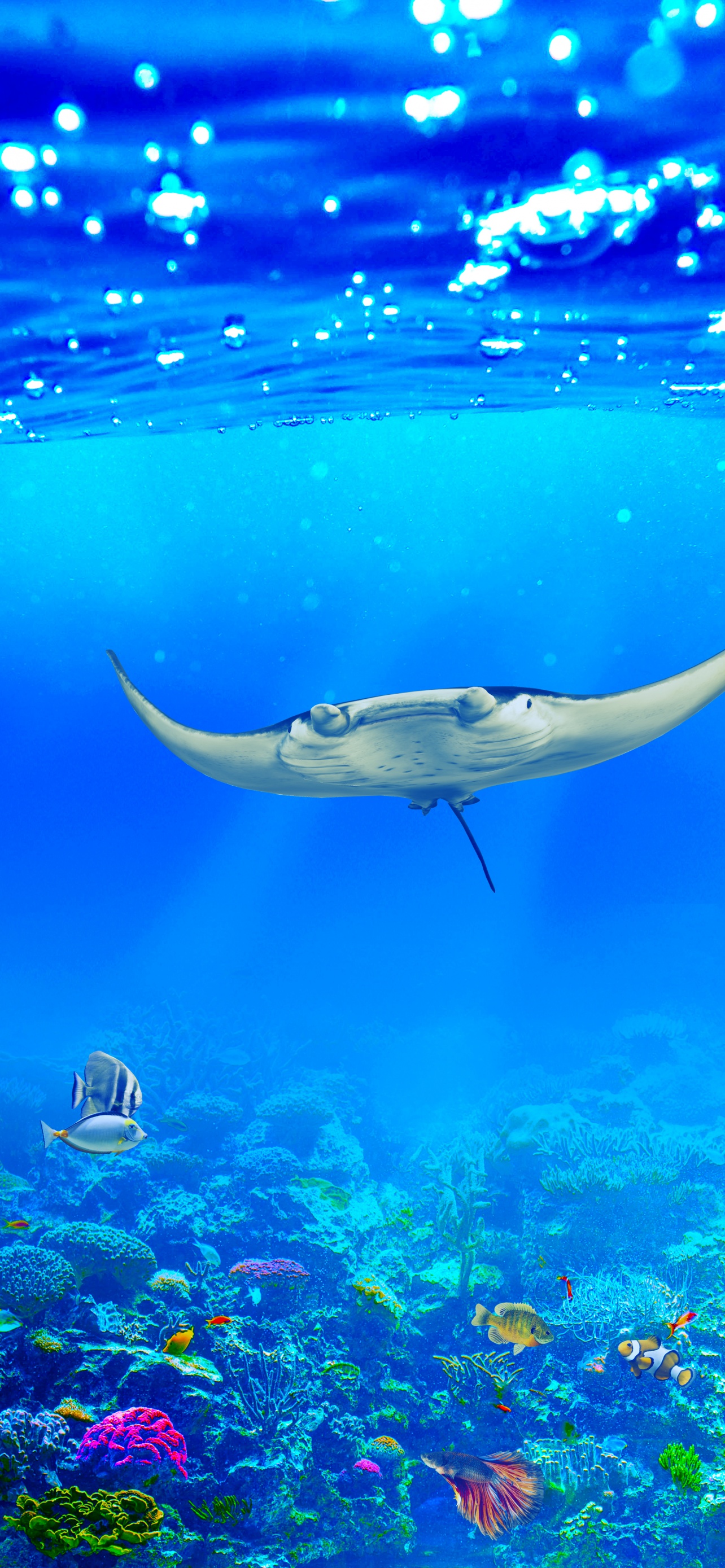 Download Manta Ray wallpapers for mobile phone free Manta Ray HD  pictures