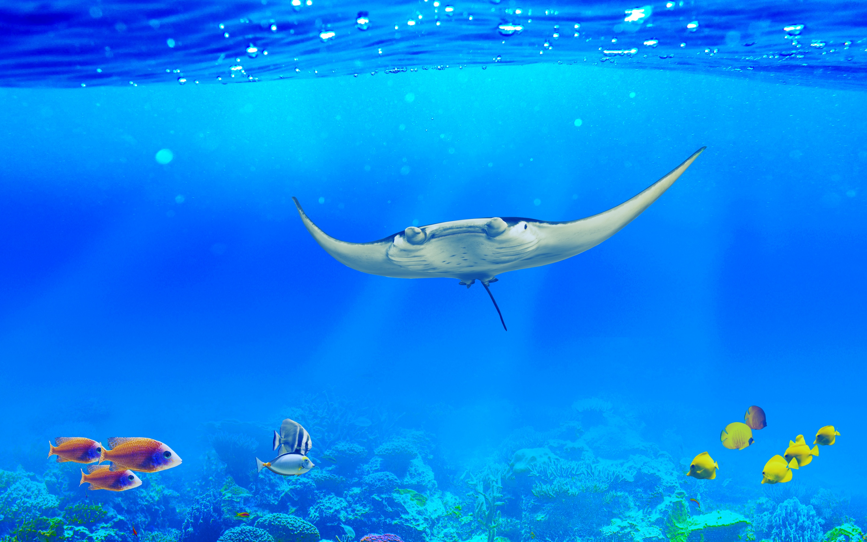 Manta ray Wallpaper 4K, Underwater, Ocean life, Animals, #9399