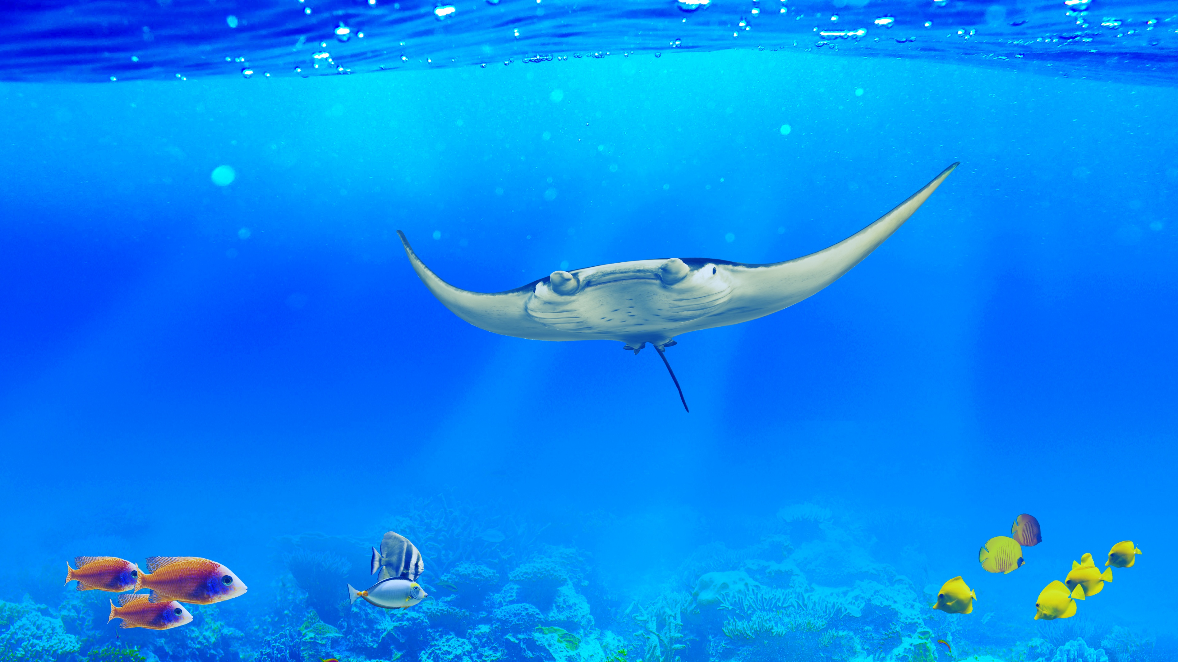 Manta ray Wallpaper 4K, Underwater, Ocean life, Animals, #9399