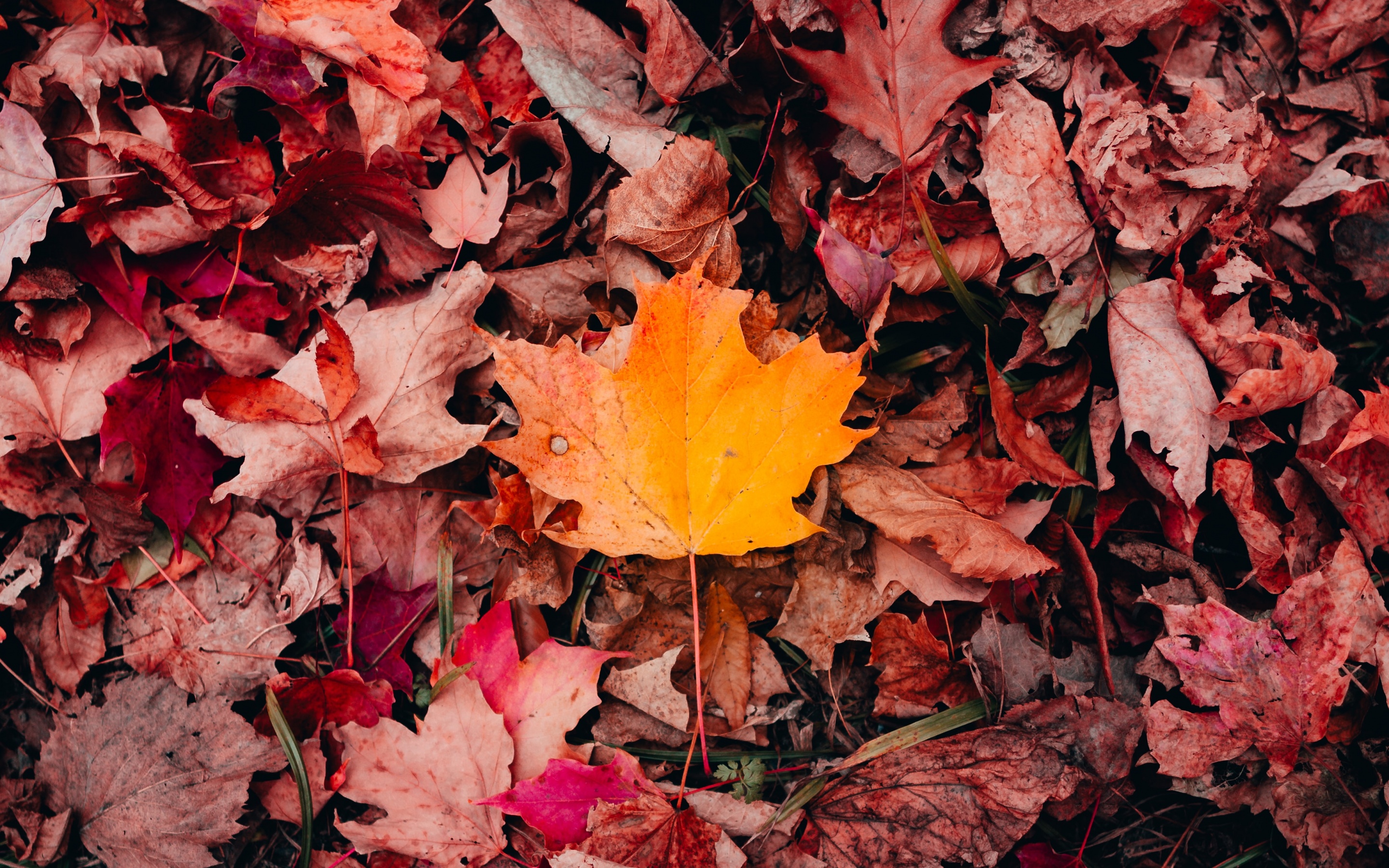 Maple leaves Wallpaper 4K, Autumn, Fallen Leaves, Nature, #3319