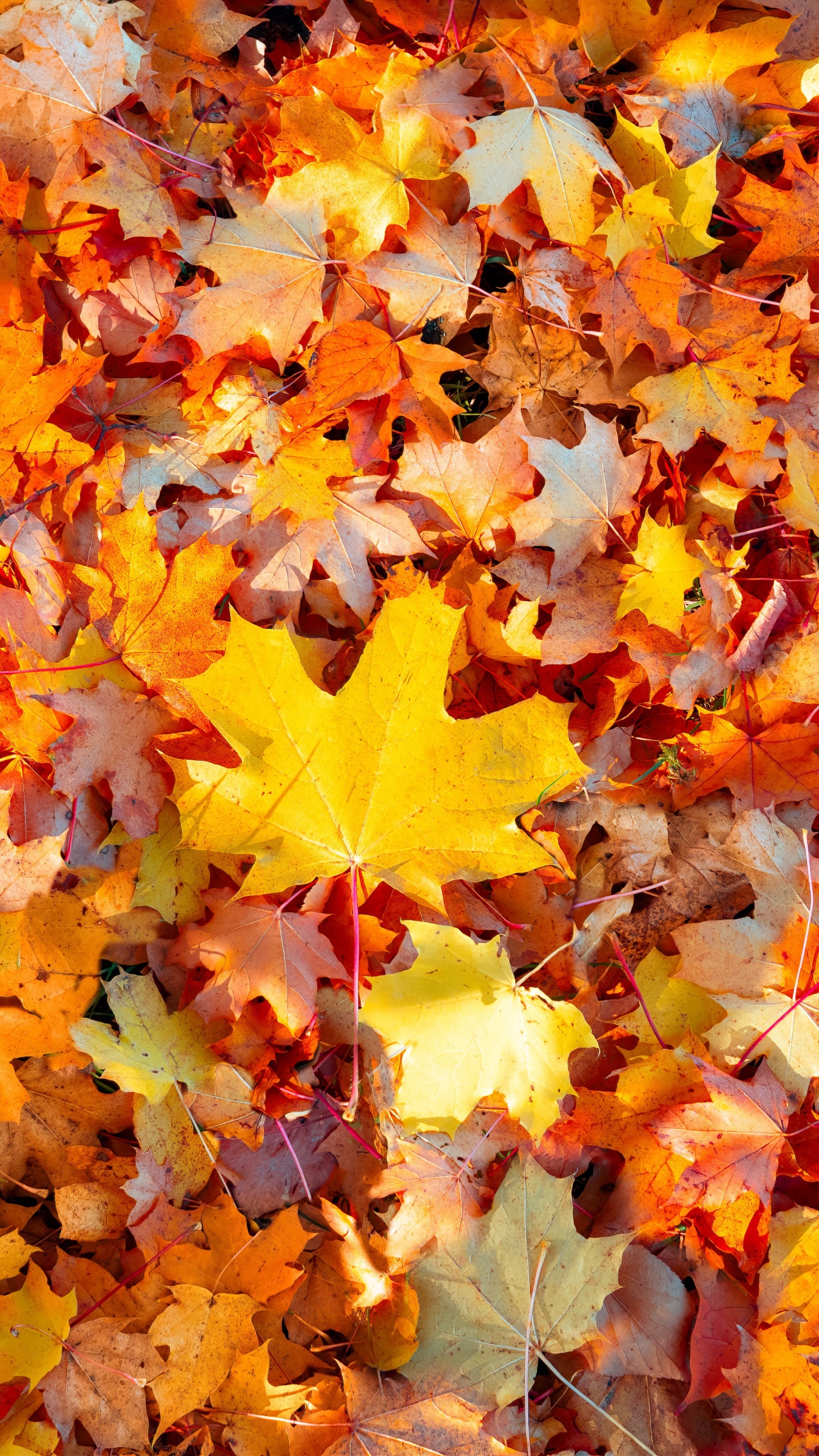 Maple leaves Wallpaper 4K, Autumn leaves, Fallen Leaves, Leaf