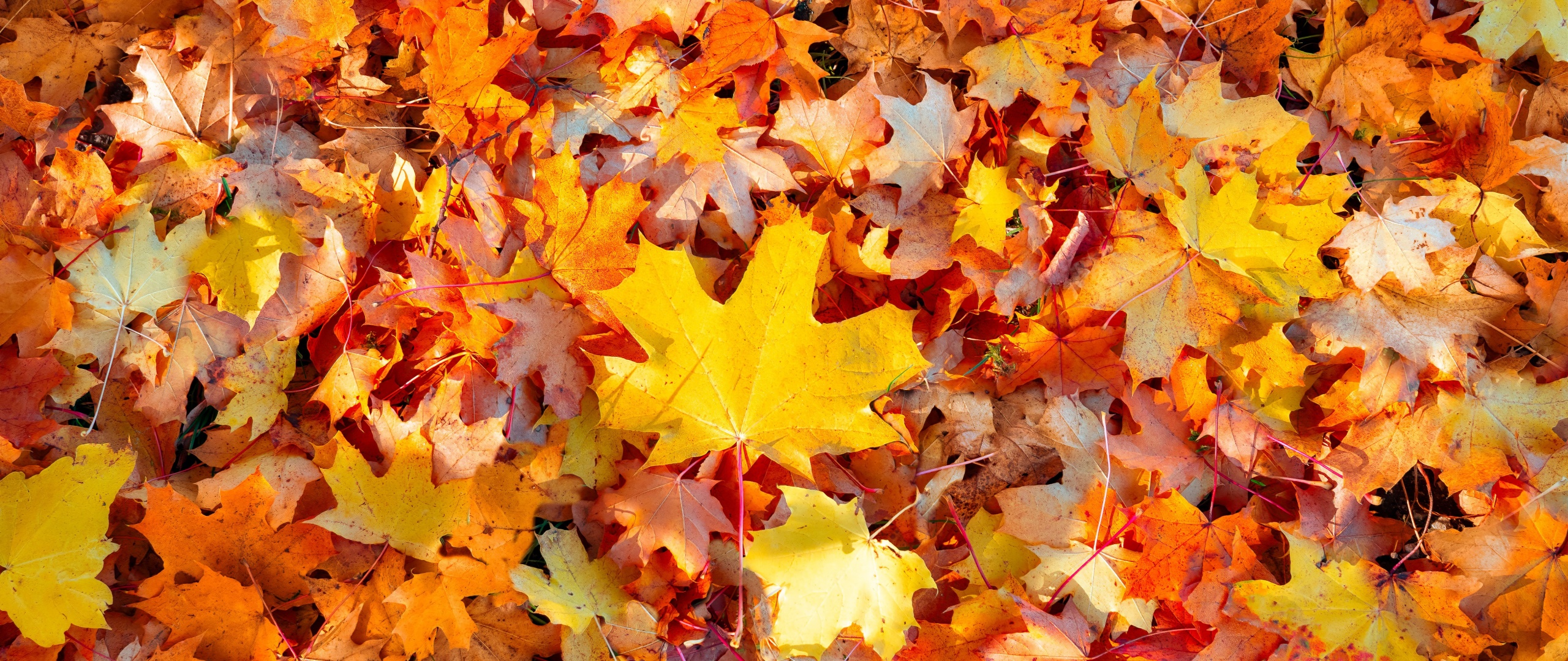 Maple leaves Wallpaper 4K, Autumn leaves, Nature, #4340
