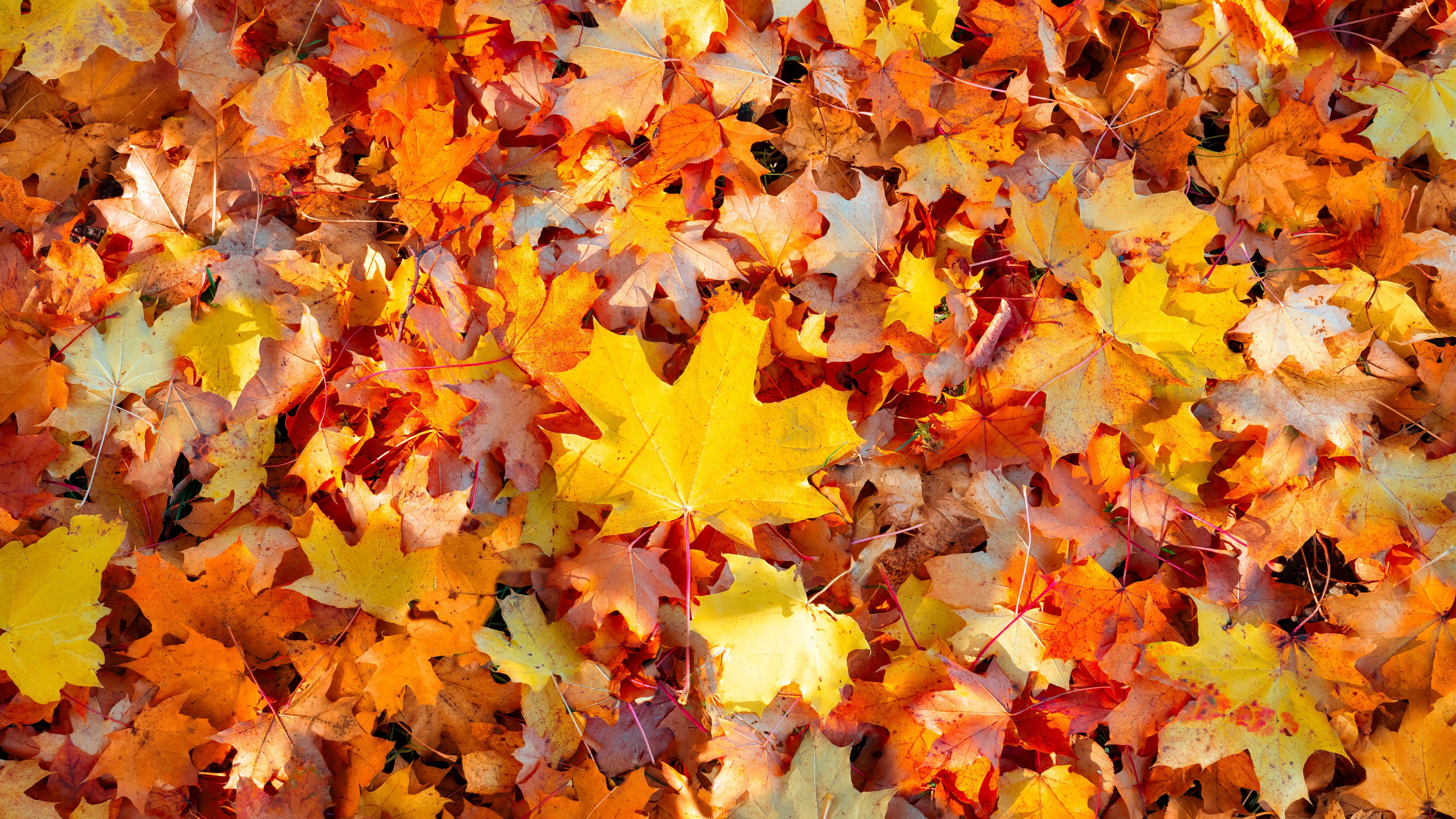 Maple leaves Wallpaper 4K, Autumn leaves, Nature, #4340