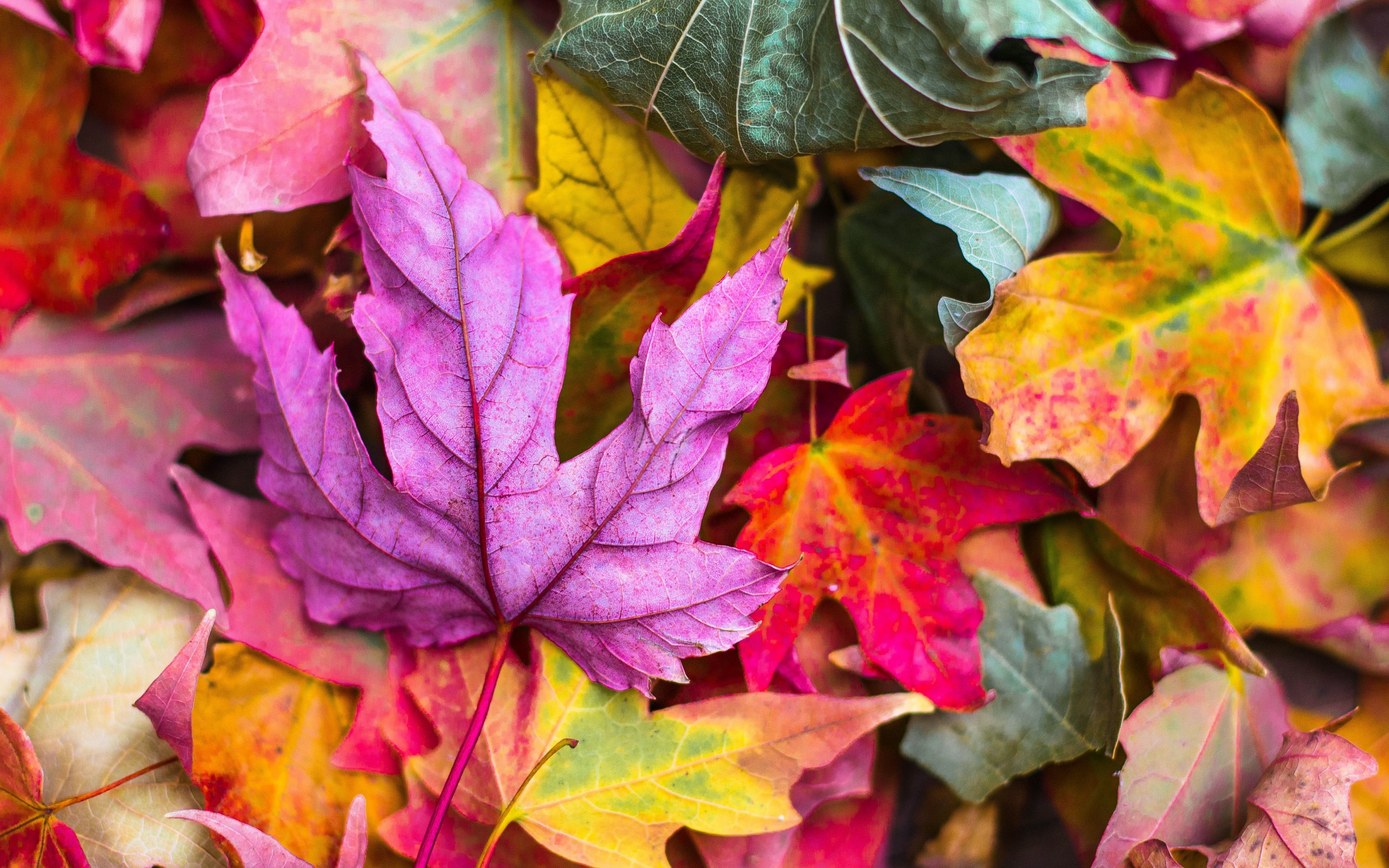 Hãy tận hưởng vẻ đẹp của chi tiết lá màu tím đầy sức sống với hình nền Maple Leaves Wallpaper 4K. Được dựng lên từ những thiết kế tinh tế và sáng tạo, hình nền này sẽ làm bạn trở nên thật sự độc đáo và sáng tạo trong không gian sống của mình.