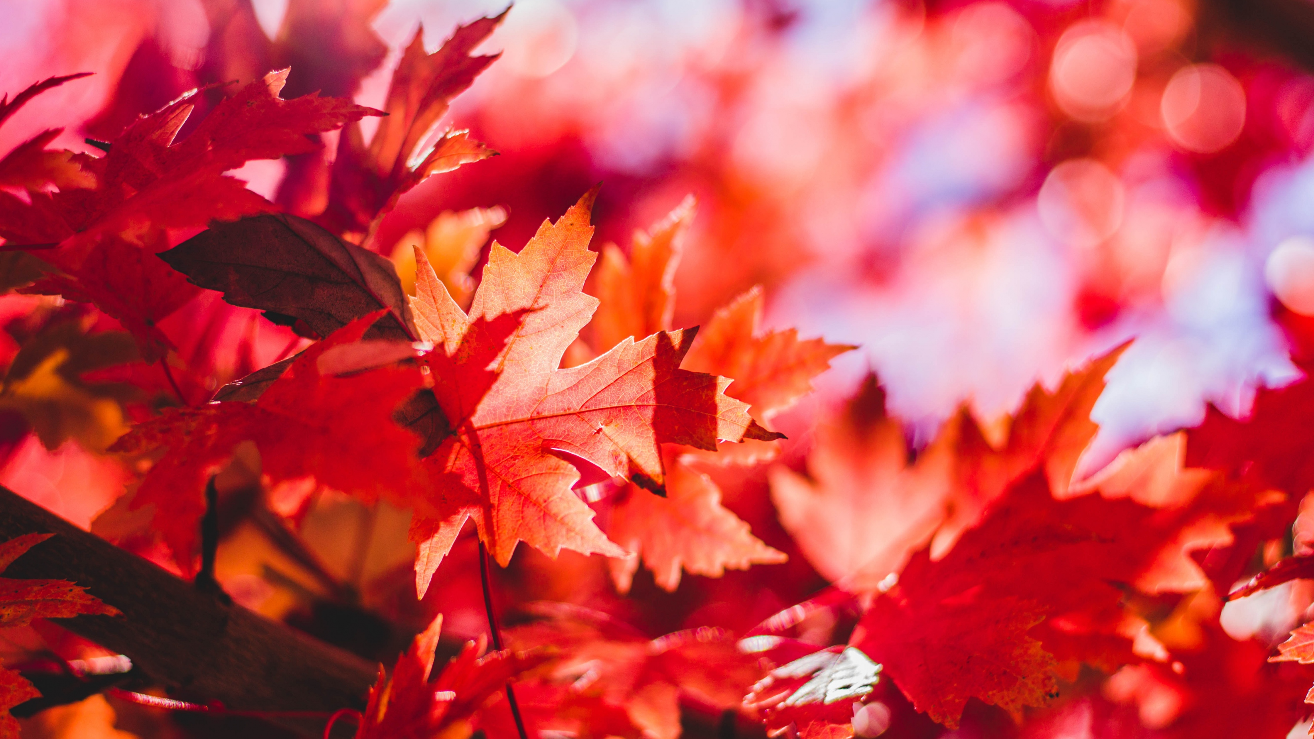 Maple leaves Wallpaper 4K, Red leaves, Nature, #4535