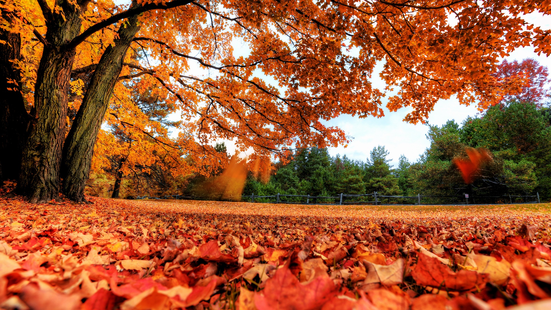 Download wallpaper 1366x768 autumn forest park foliage sunlight tablet  laptop hd background