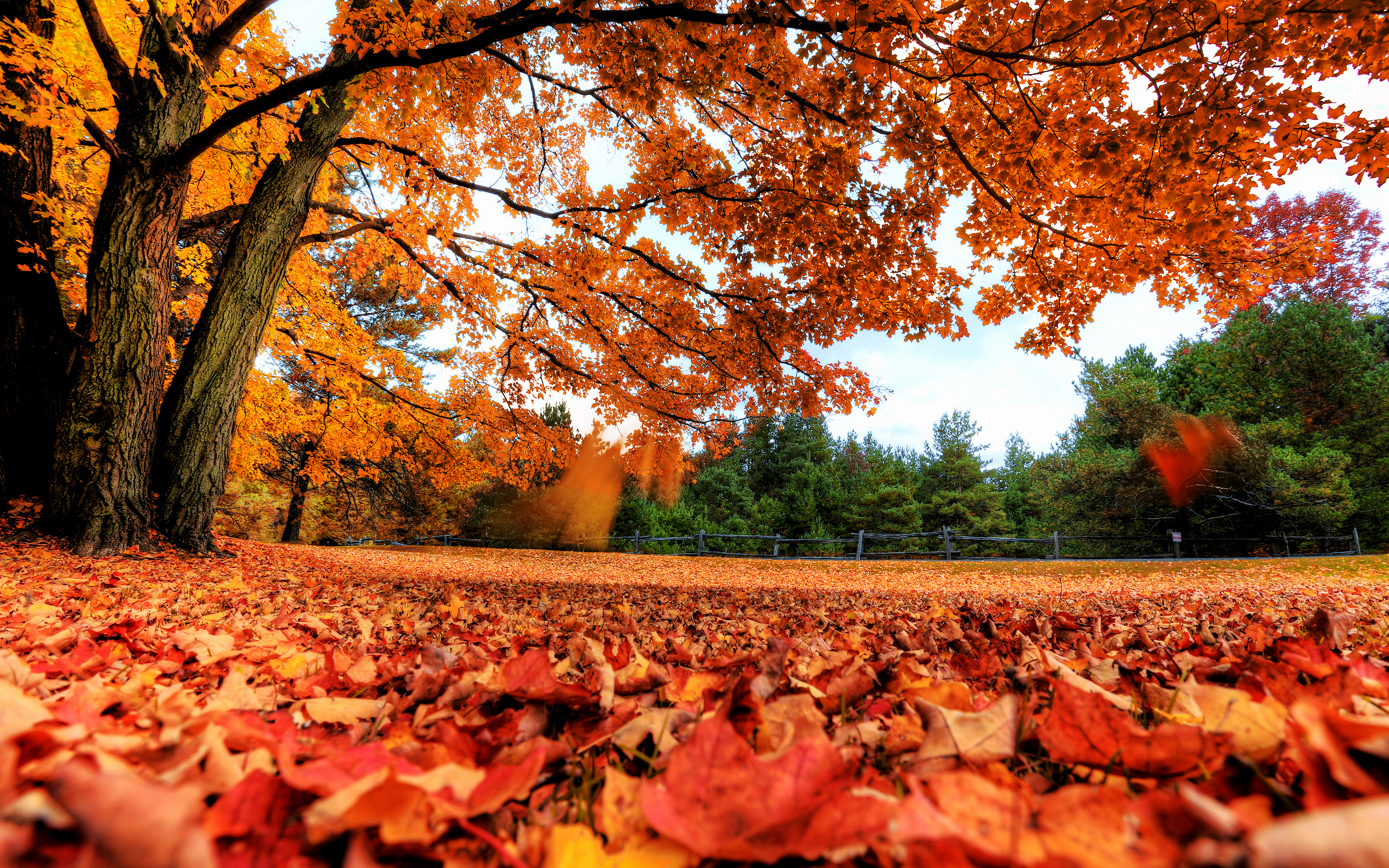 Maple Tree Wallpaper 4k Autumn Leaves Foliage Fallen Leaves Landscape Nature 4342