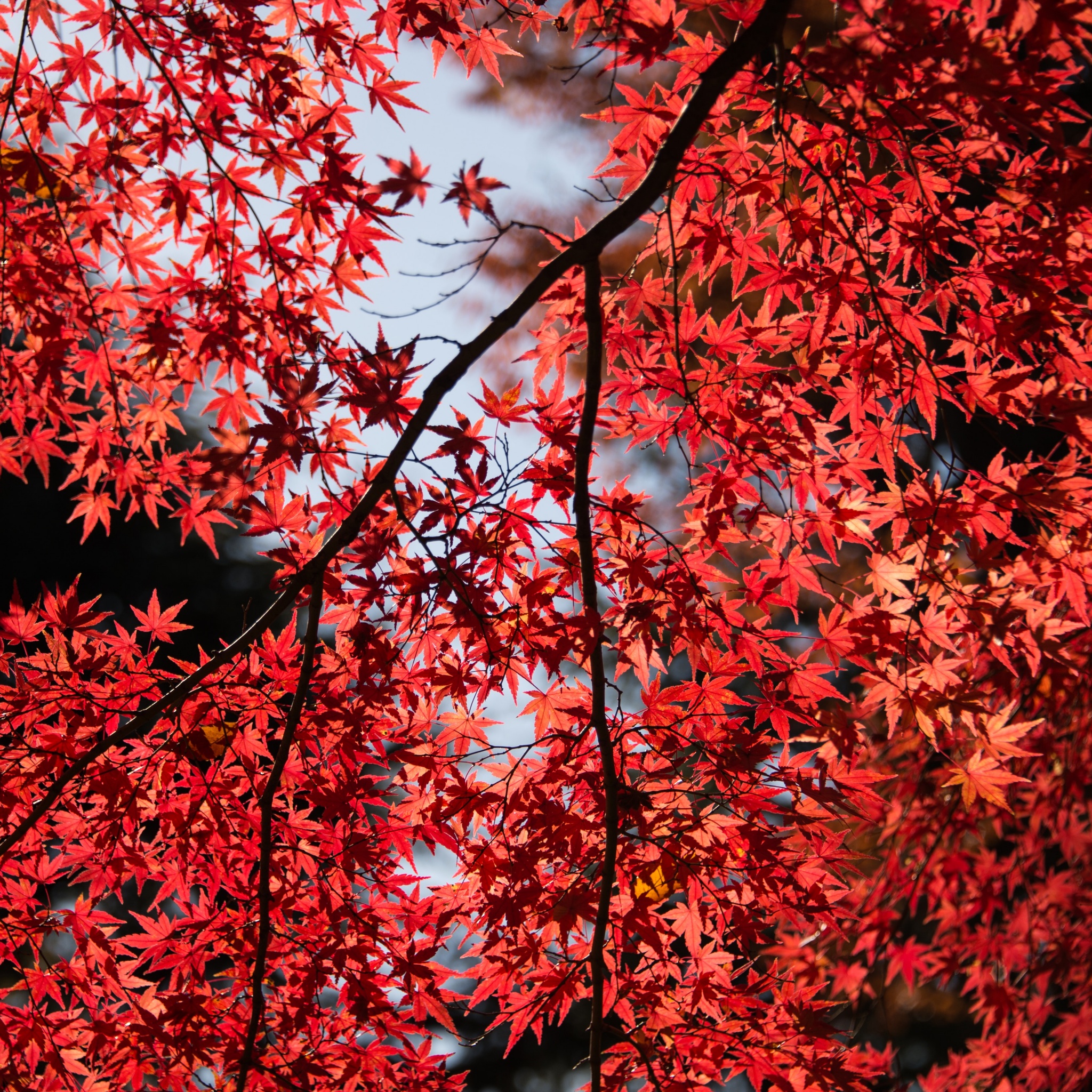 Red trees dark HD wallpapers  Pxfuel