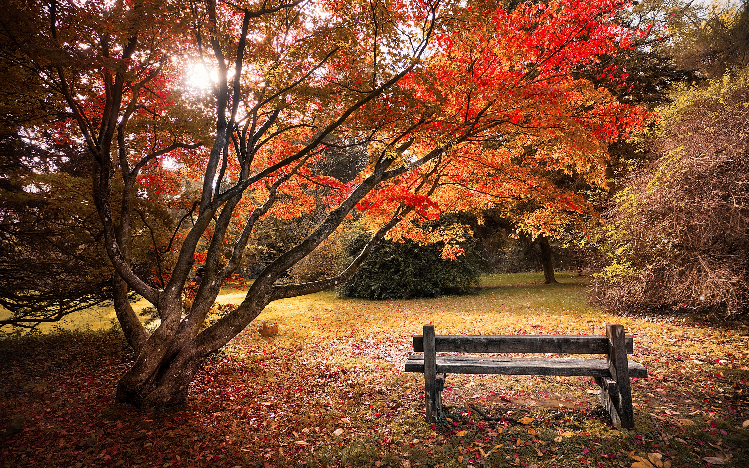 Maple trees Wallpaper 4K, Autumn leaves, Wooden bench