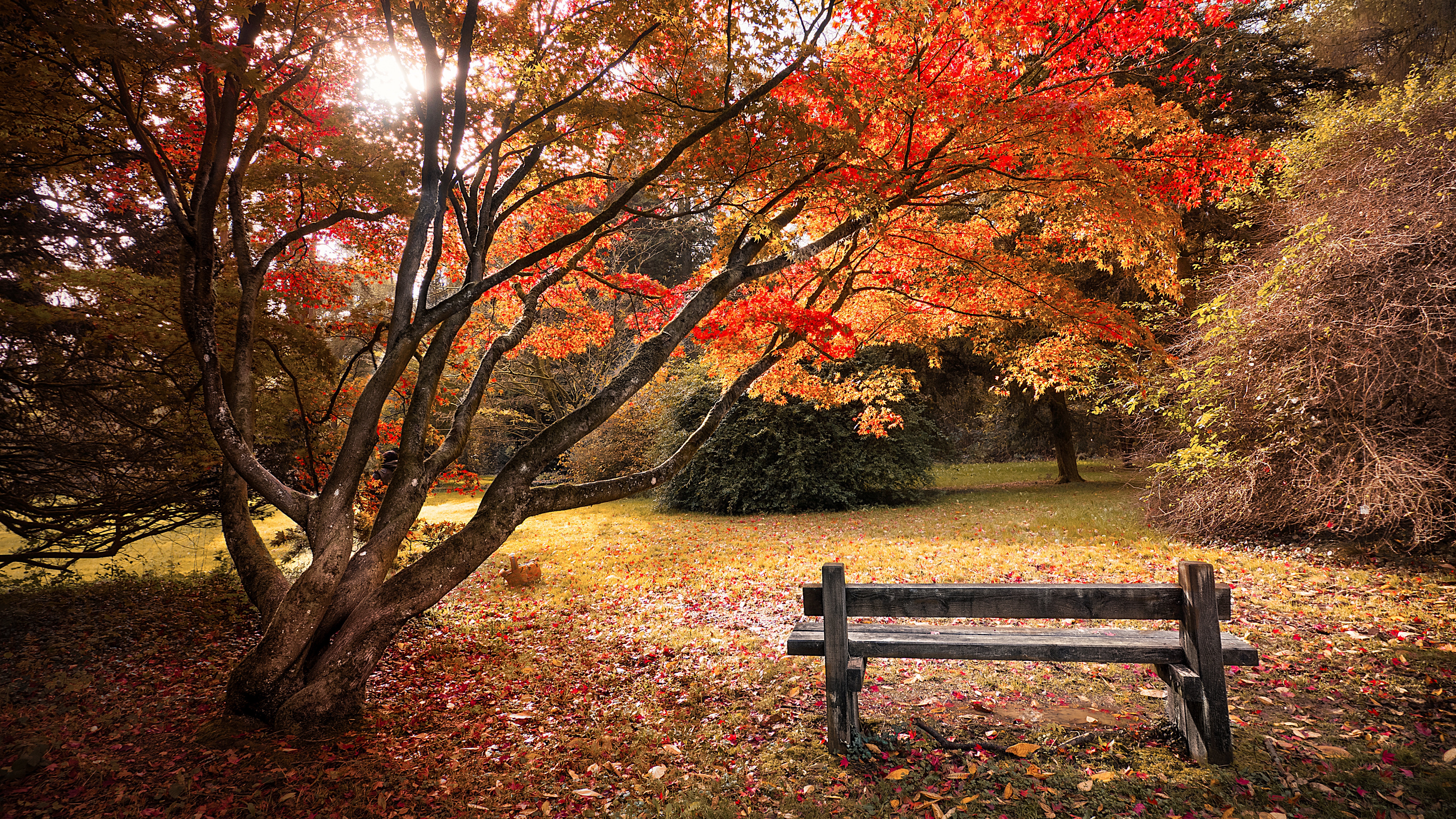 Maple trees Wallpaper 4K, Autumn leaves, Nature, #2088