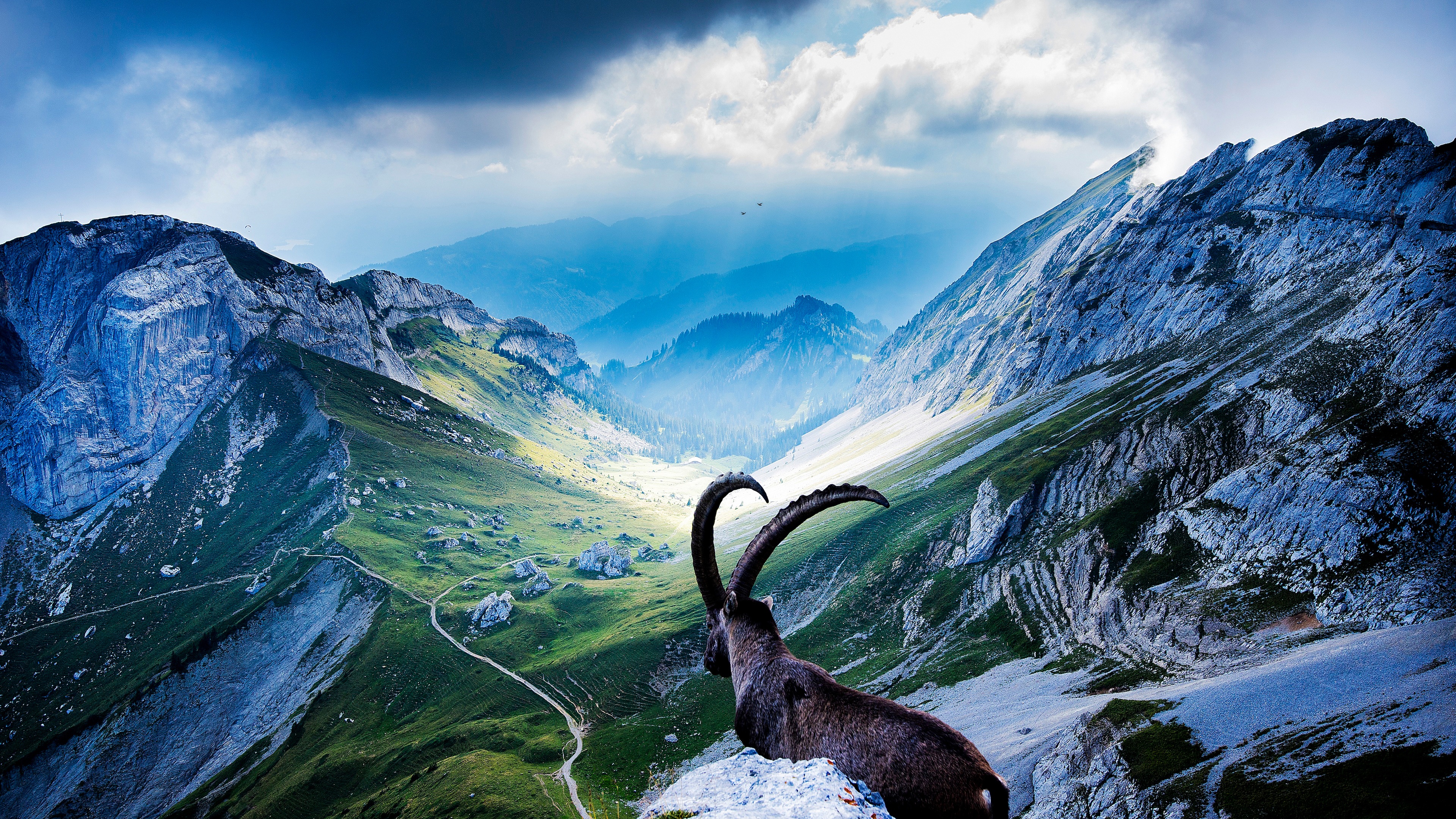 Best Goat iPhone HD Wallpapers  iLikeWallpaper
