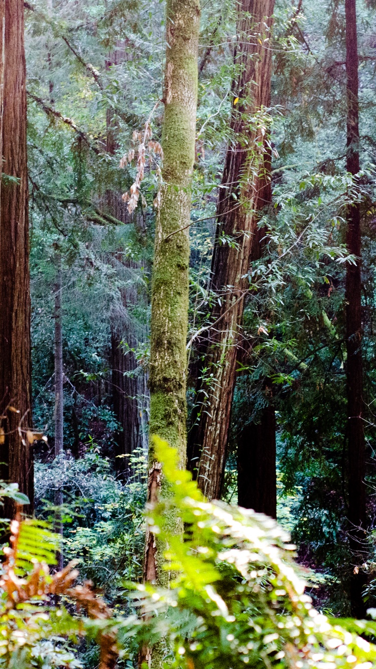 Muir Woods Wallpaper 4K, California, Redwood trees, Forest