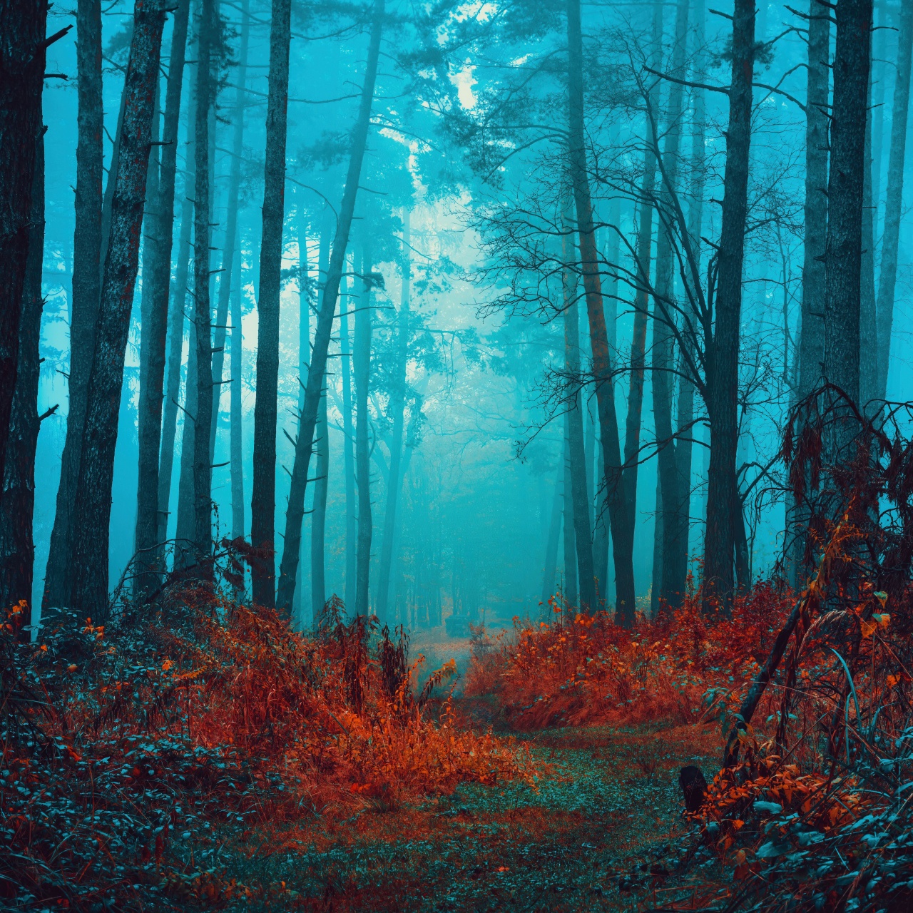 Mystical Wallpaper 4K, Foggy forest, Path, Red leaves