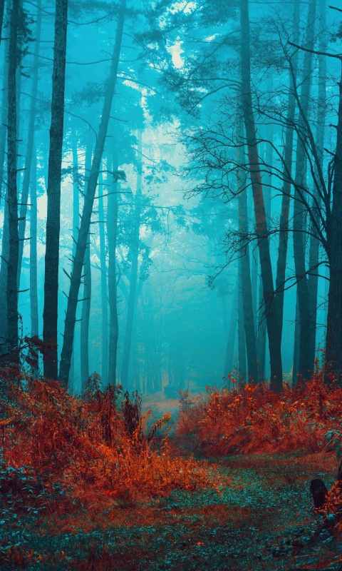 Mystical Wallpaper 4K, Foggy forest, Path, Red leaves