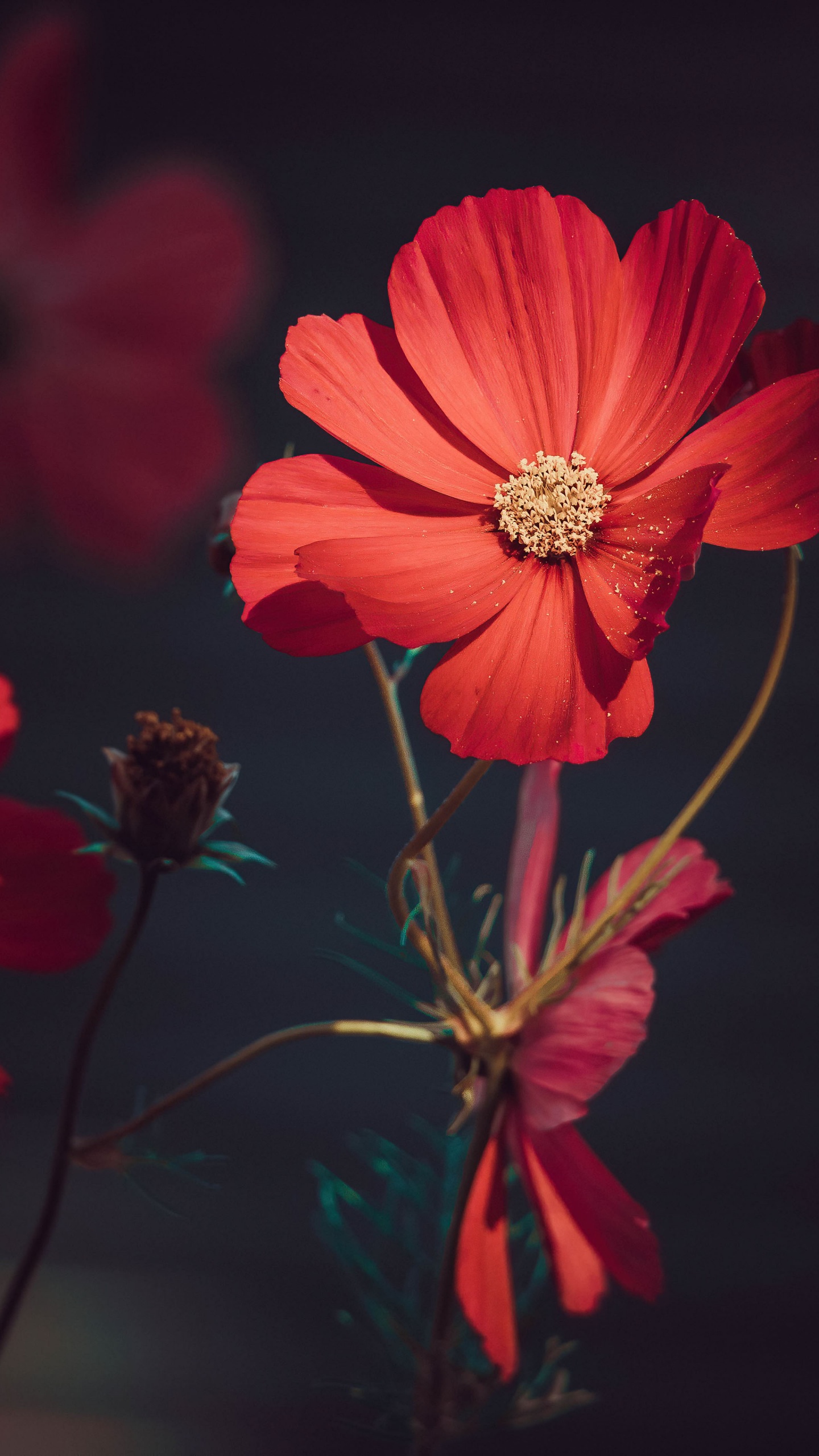 Flower Wallpapers in HD, 4K for Android - Download | Cafe Bazaar