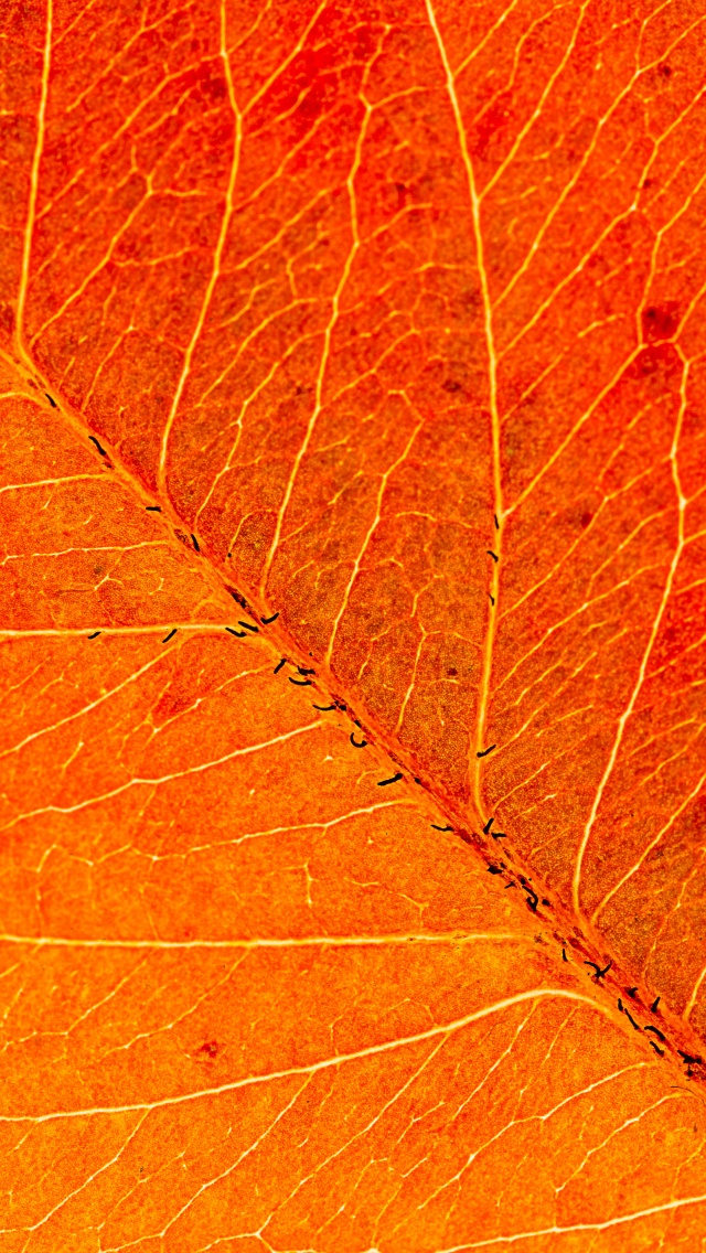 Orange Leaf Wallpaper 4K, Macro, Closeup, Pattern, Texture