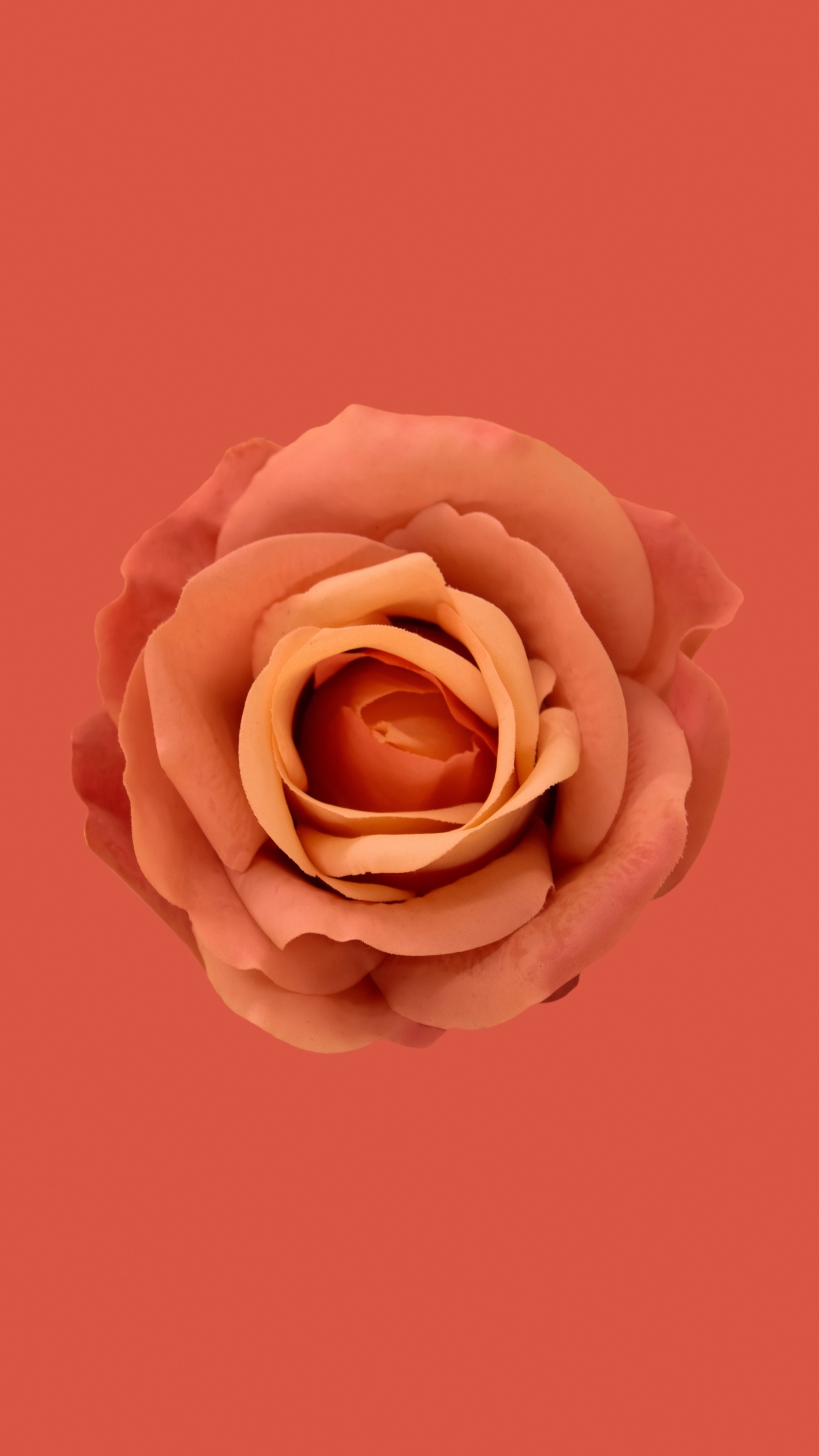Wallpaper flower, magic, moth, red flower, on a black background images for  desktop, section цветы - download
