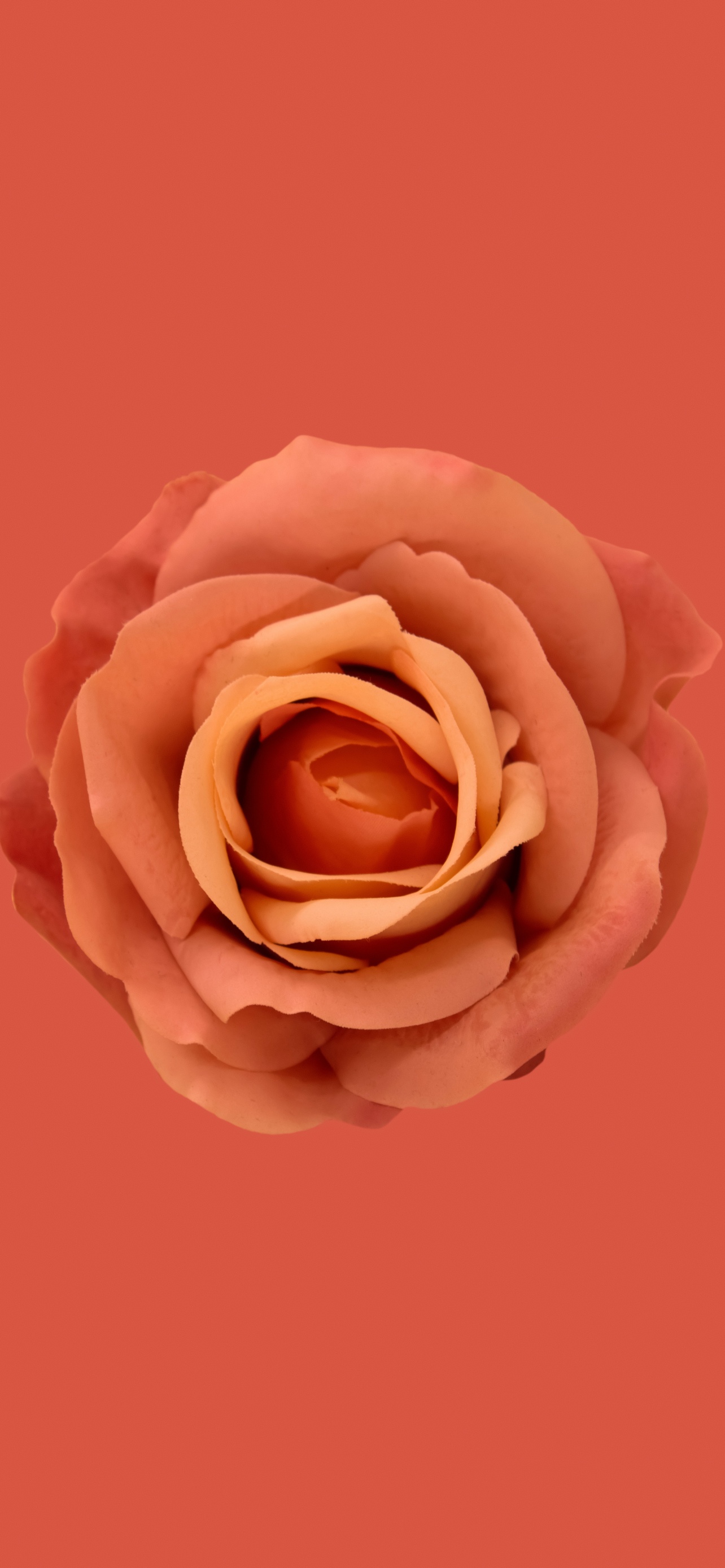Orange Rose Wallpaper 4K, Blossom, Petals, Flowers, #6788
