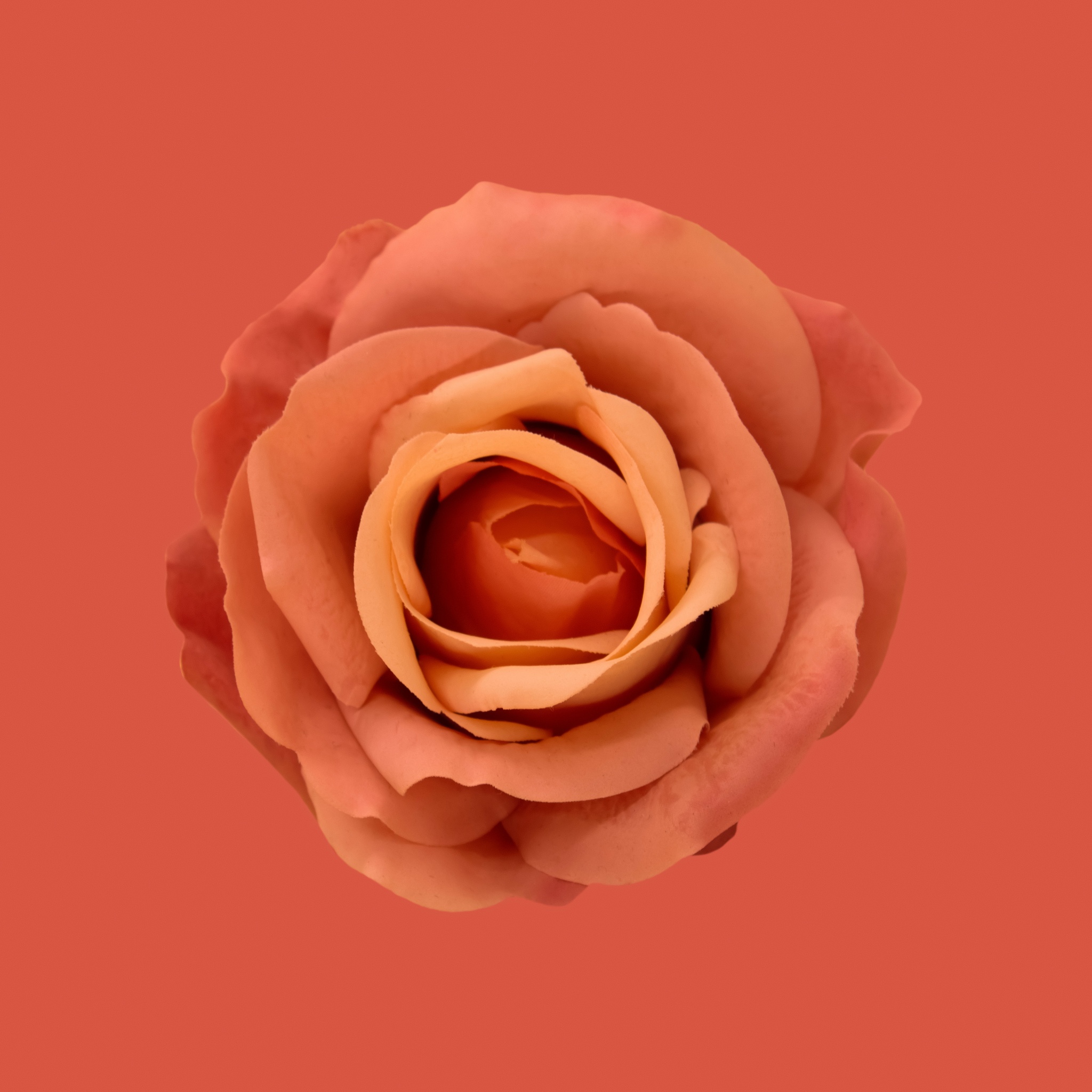 Orange Rose Wallpaper là lựa chọn hoàn hảo cho những tâm hồn đang tìm kiếm sự dịu dàng và tinh tế. Với đường nét hoa hồng tươi sáng, kết hợp với màu cam đầy sức sống, bức hình sẽ giúp bạn thư giãn với không gian ấm áp và thuần khiết.