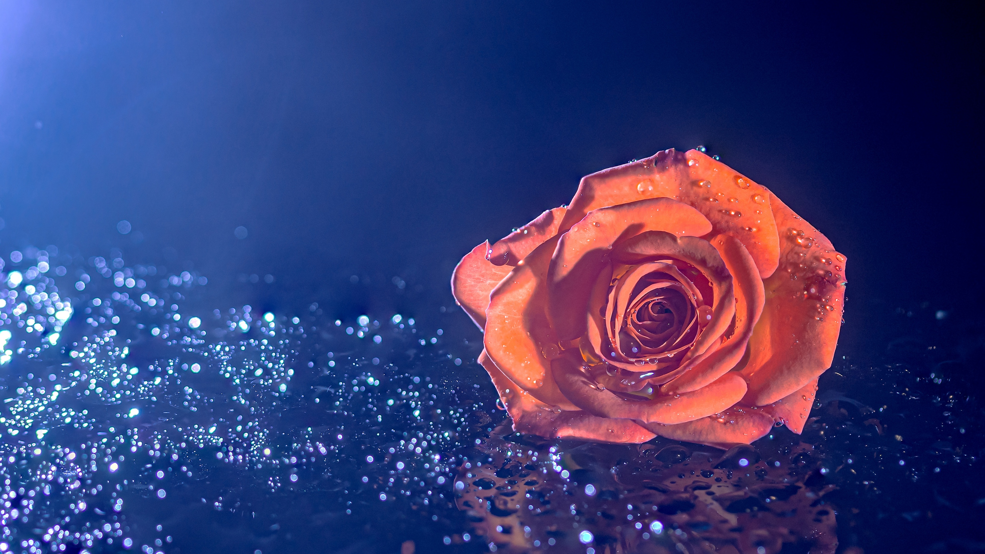 Hình nền hoa hồng cam 4K với giọt nước và mã số #1675 sẽ tạo ra một sự khác biệt cho thiết kế của bạn. Với chất lượng hình ảnh tuyệt vời và màu sắc cam rực rỡ, bạn sẽ không thể chối từ cơ hội tải về hình ảnh này.