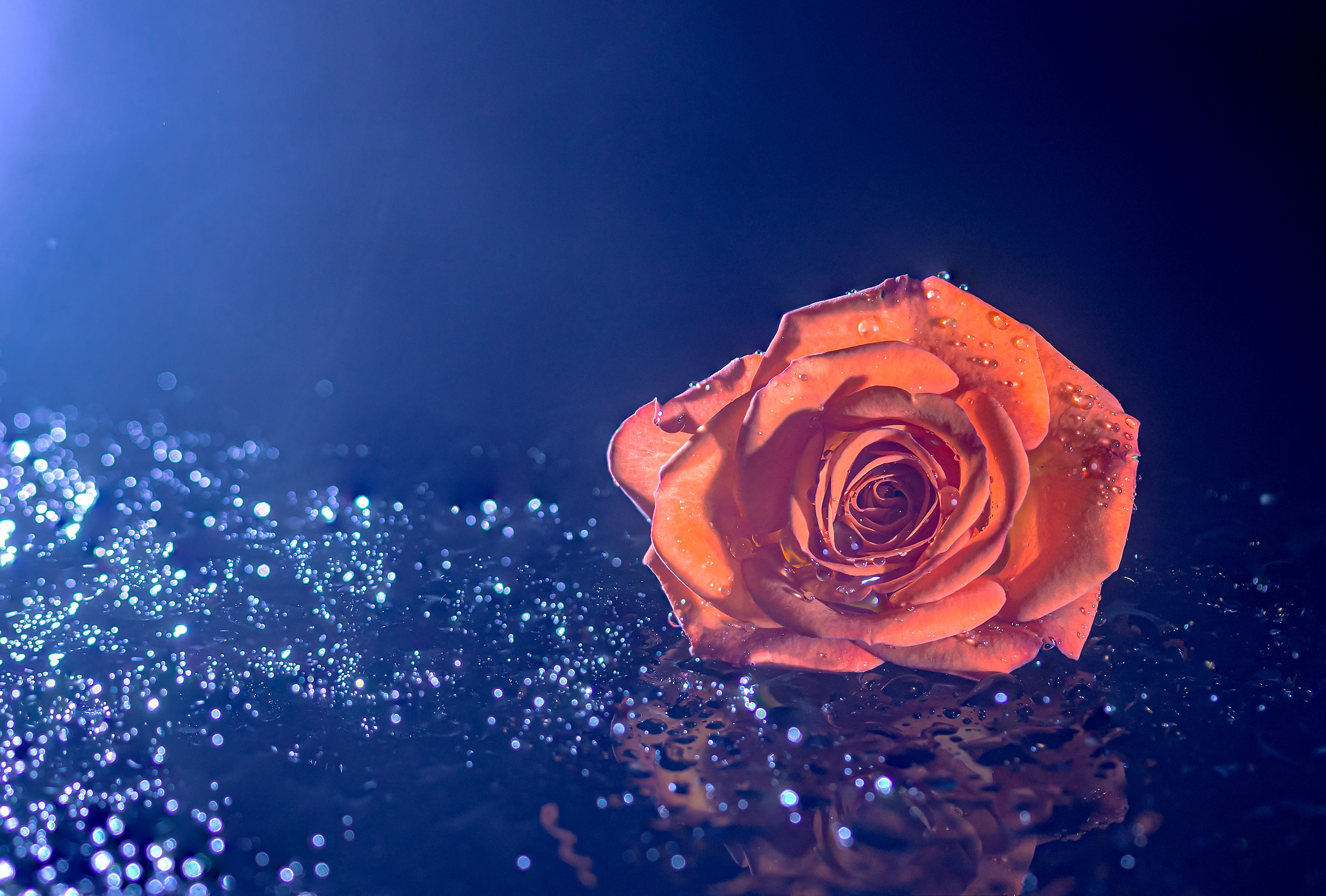 Hoa hồng cam đích thực là một tác phẩm nghệ thuật được tạo ra bởi sự kết hợp giữa sắc cam rực rỡ và vẻ đẹp thơm ngát của những cánh hoa hồng. Hãy đắm chìm trong vẻ đẹp tuyệt vời này qua bức hình mà chúng tôi cung cấp.