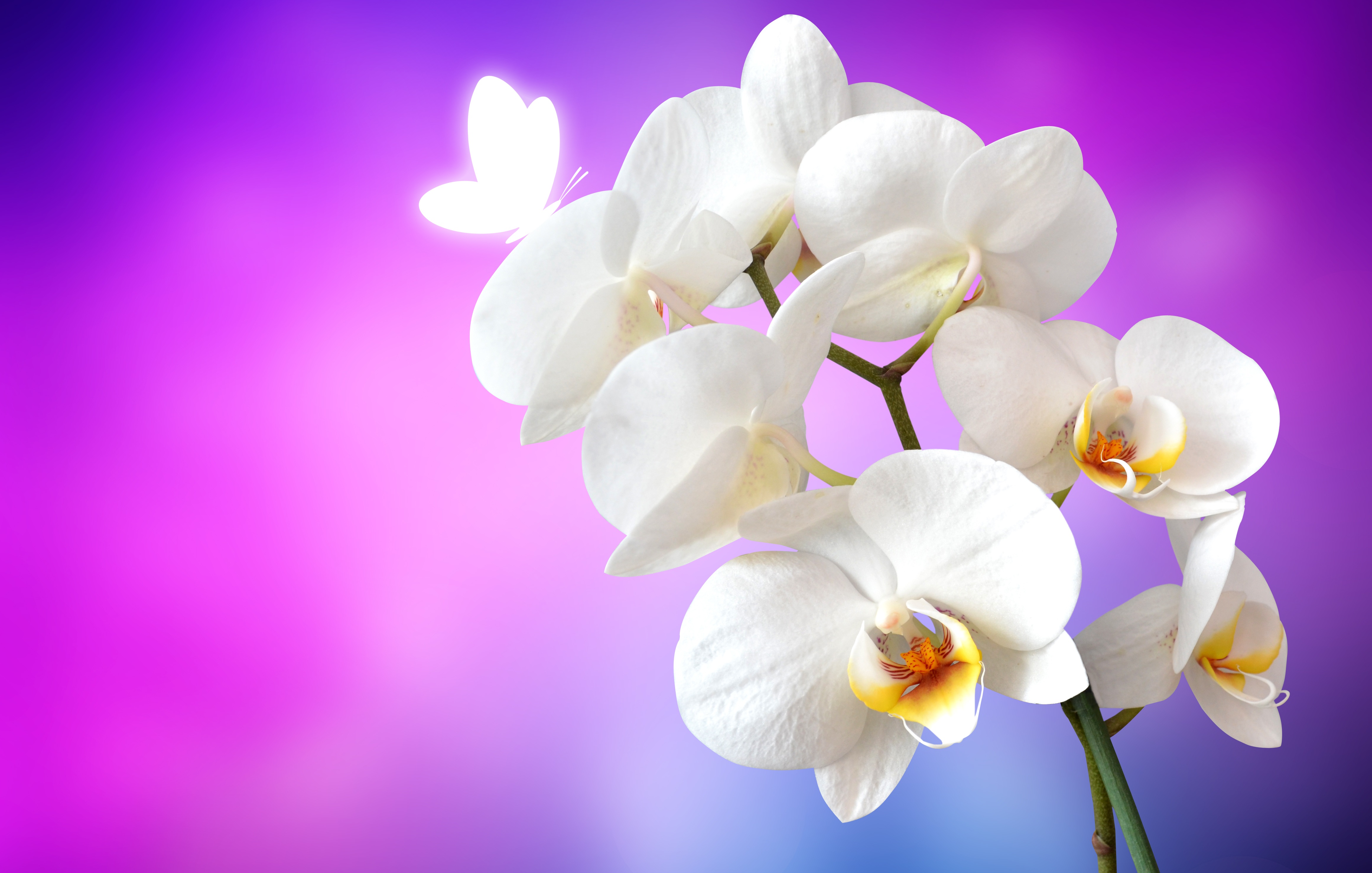 Orchid flowers Wallpaper 4K, White Orchids, Pink ...
