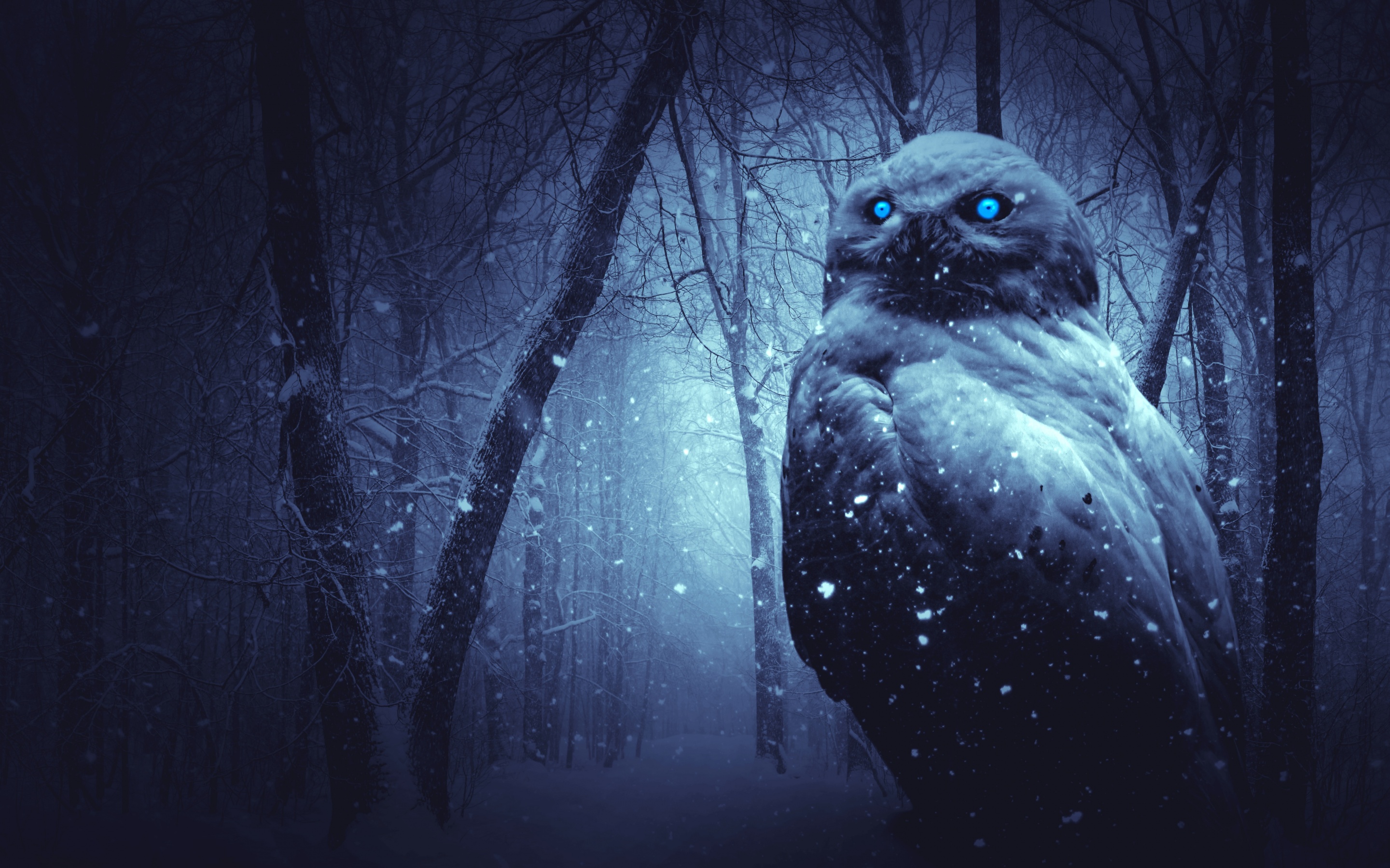 Owl Wallpaper 4K, Forest, Winter, Dark, Night, Blue eyes, Scary