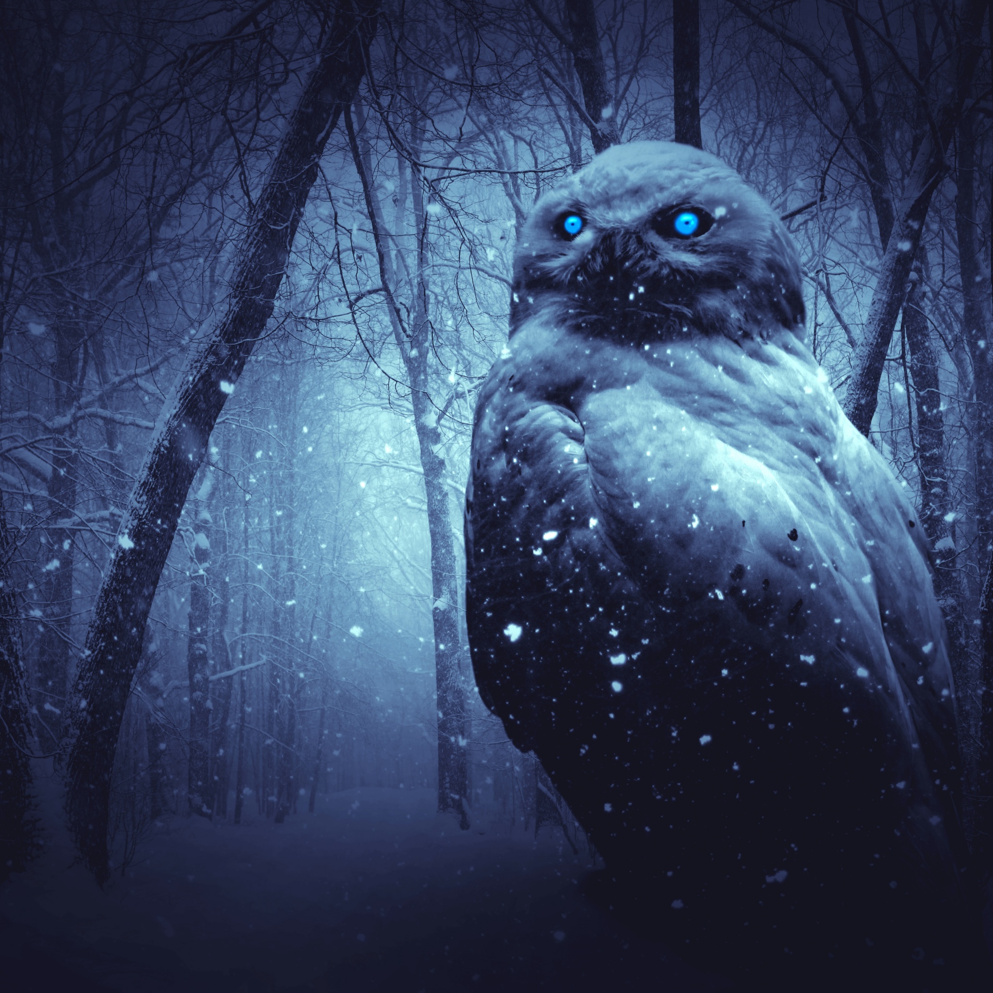 Owl Wallpaper 4K, Forest, Winter, Dark, Animals, #910