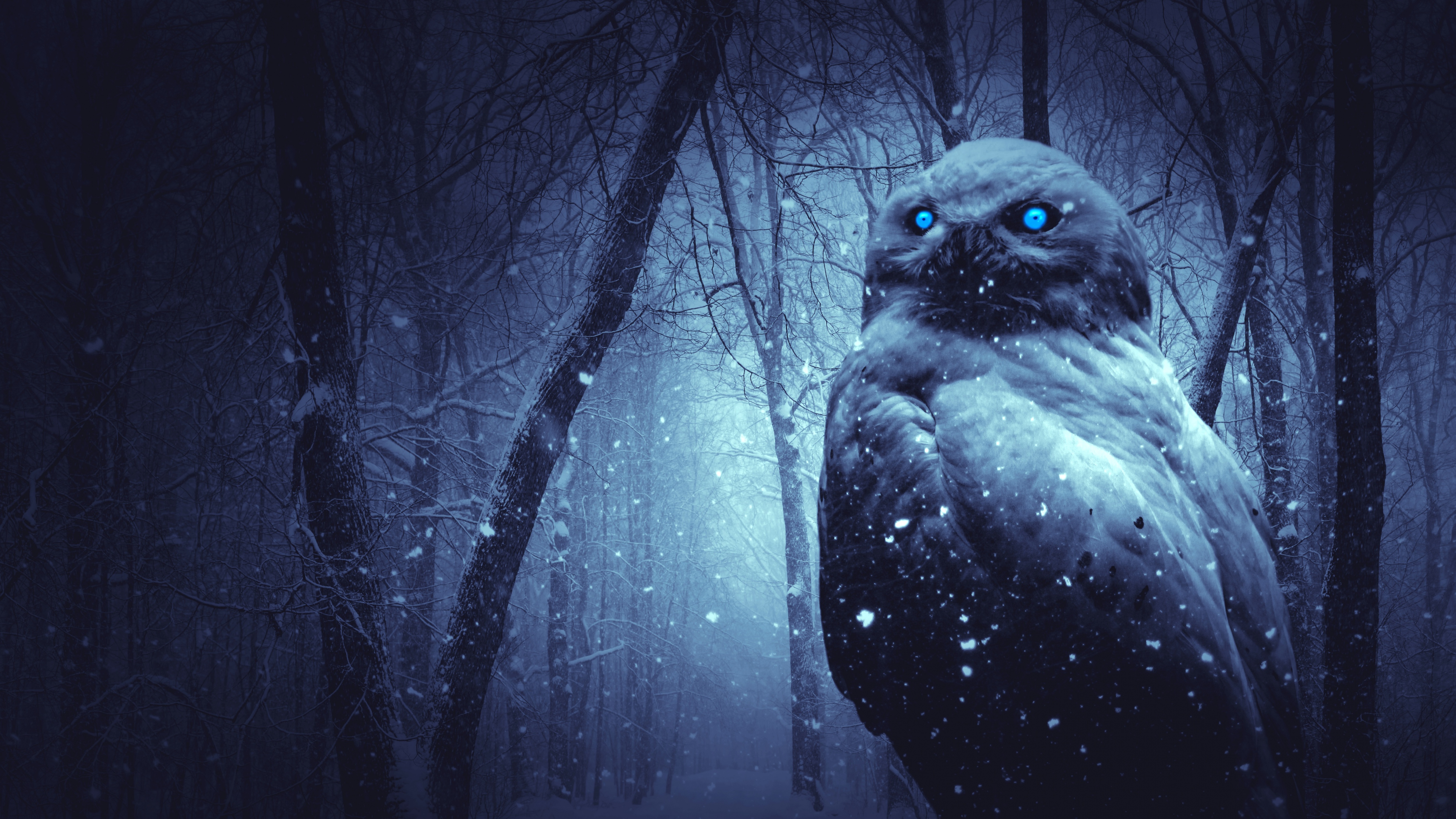 Owl Wallpaper 4K, Forest, Winter, Dark, Animals, #910