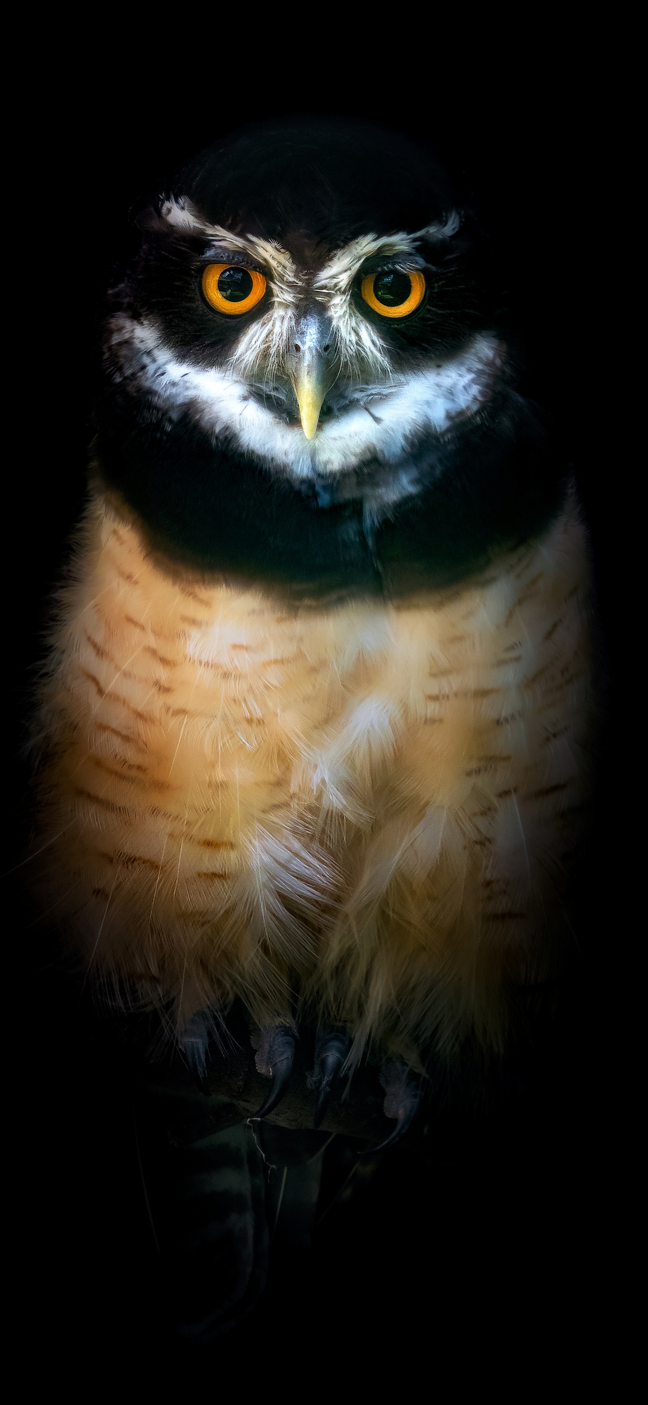 Baby Owl Cute Wallpaper Download  MOONAZ
