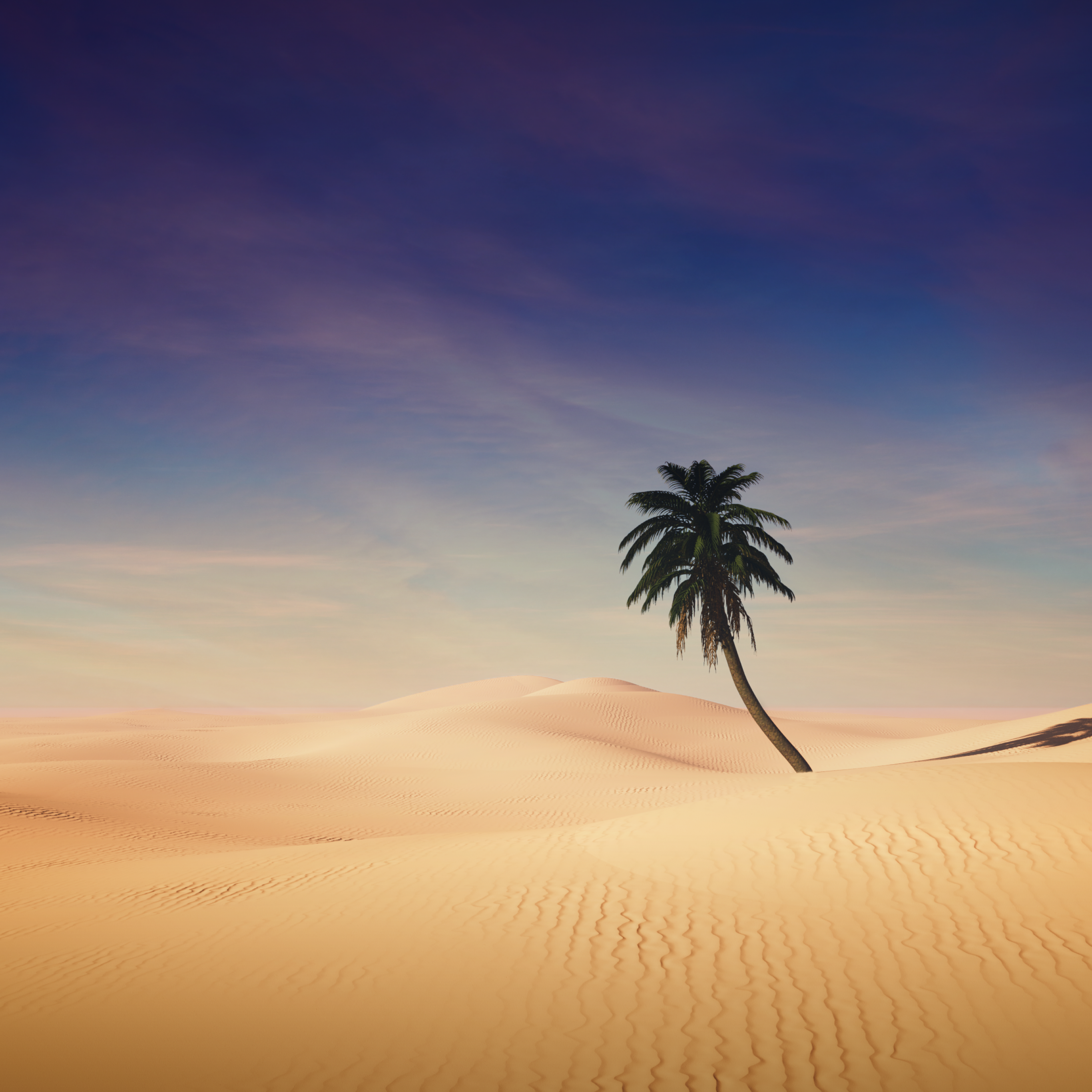 Palm desert steam фото 67