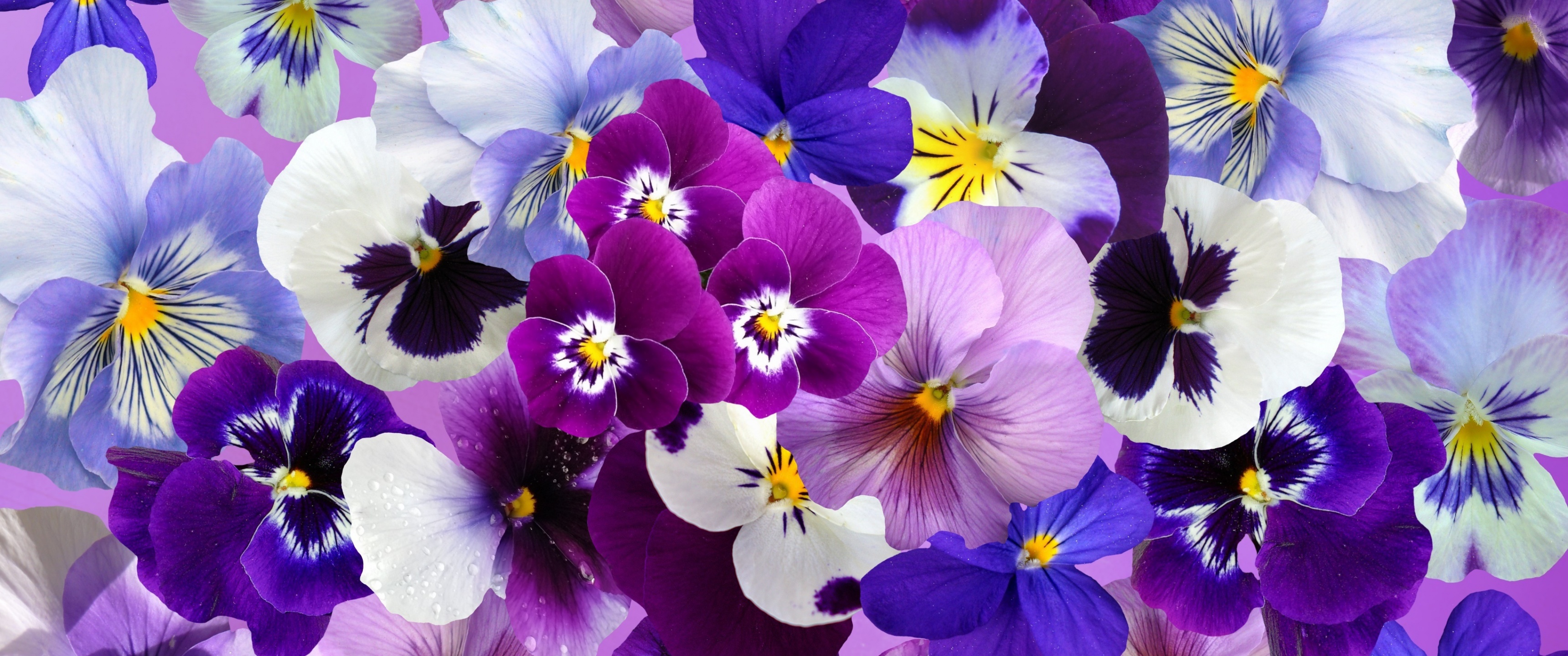 Pansy flowers Wallpaper 4K, Colorful flowers, Blossom, Spring