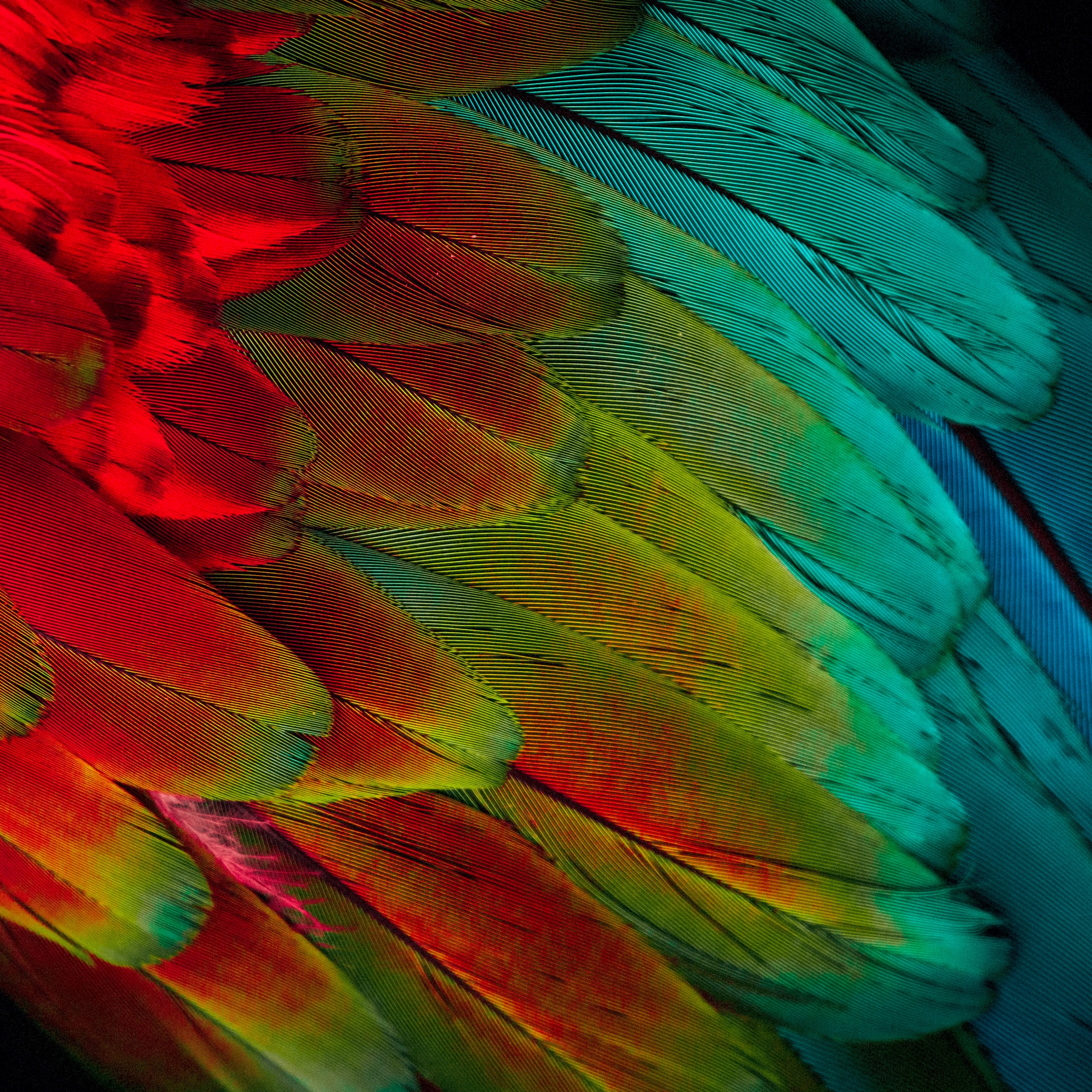 red parrot feathers