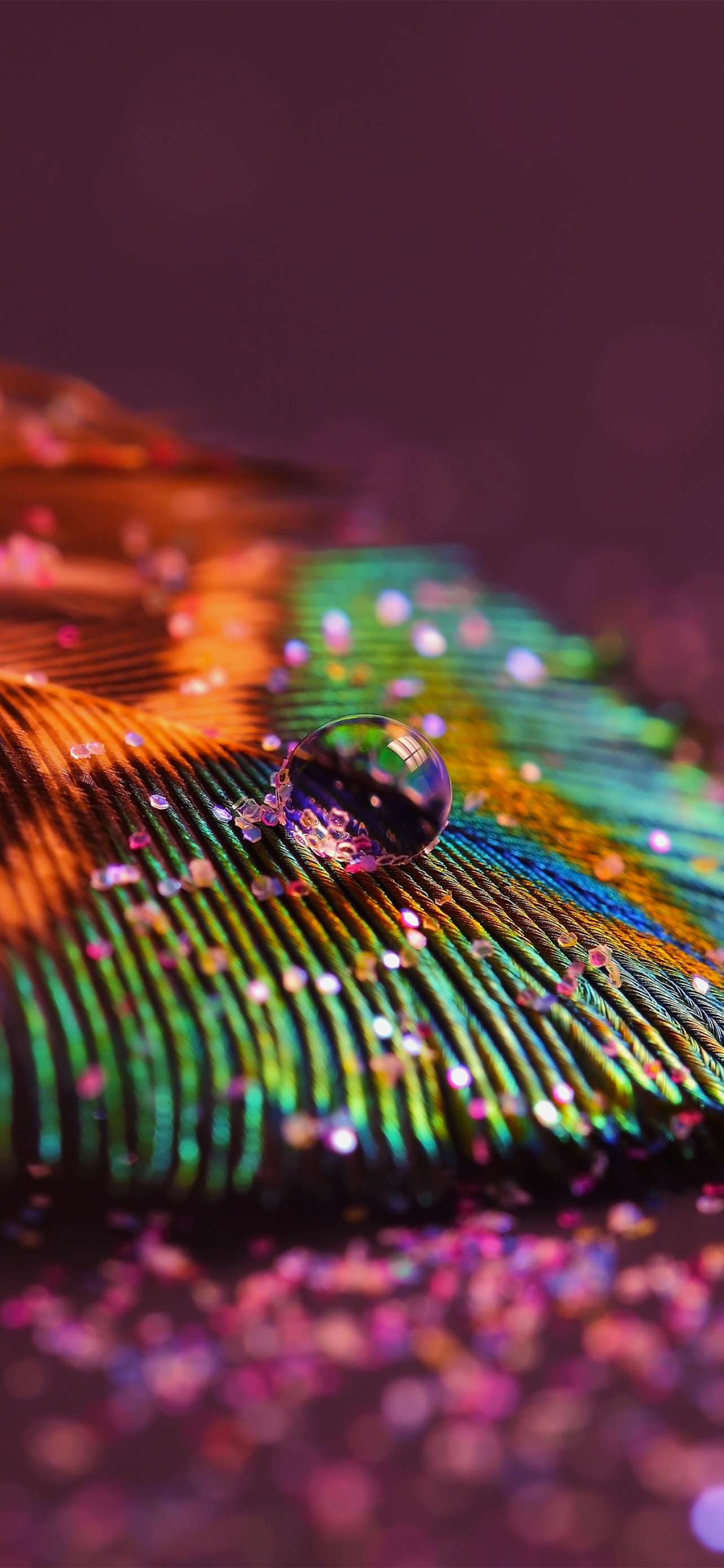 HD wallpaper: peacock feather, feathers, abstract, multi colored, studio  shot | Wallpaper Flare