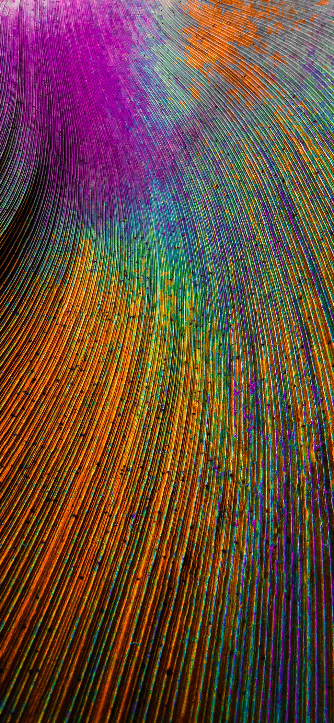 Peacock feather Wallpaper 4K, Curved lines, Colorful, Particles