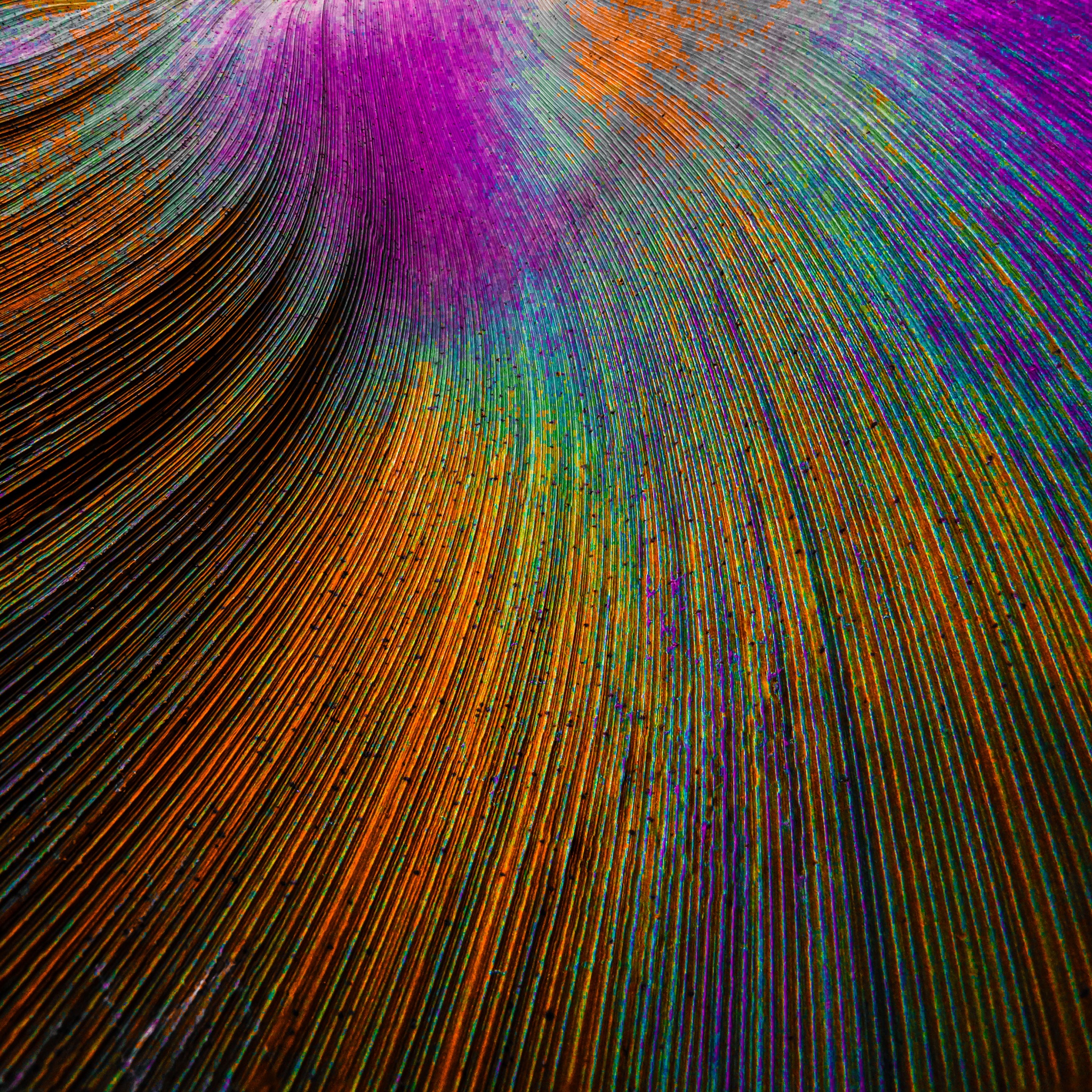 Peacock feather Wallpaper 4K, Curved lines, Colorful, Abstract, #1900