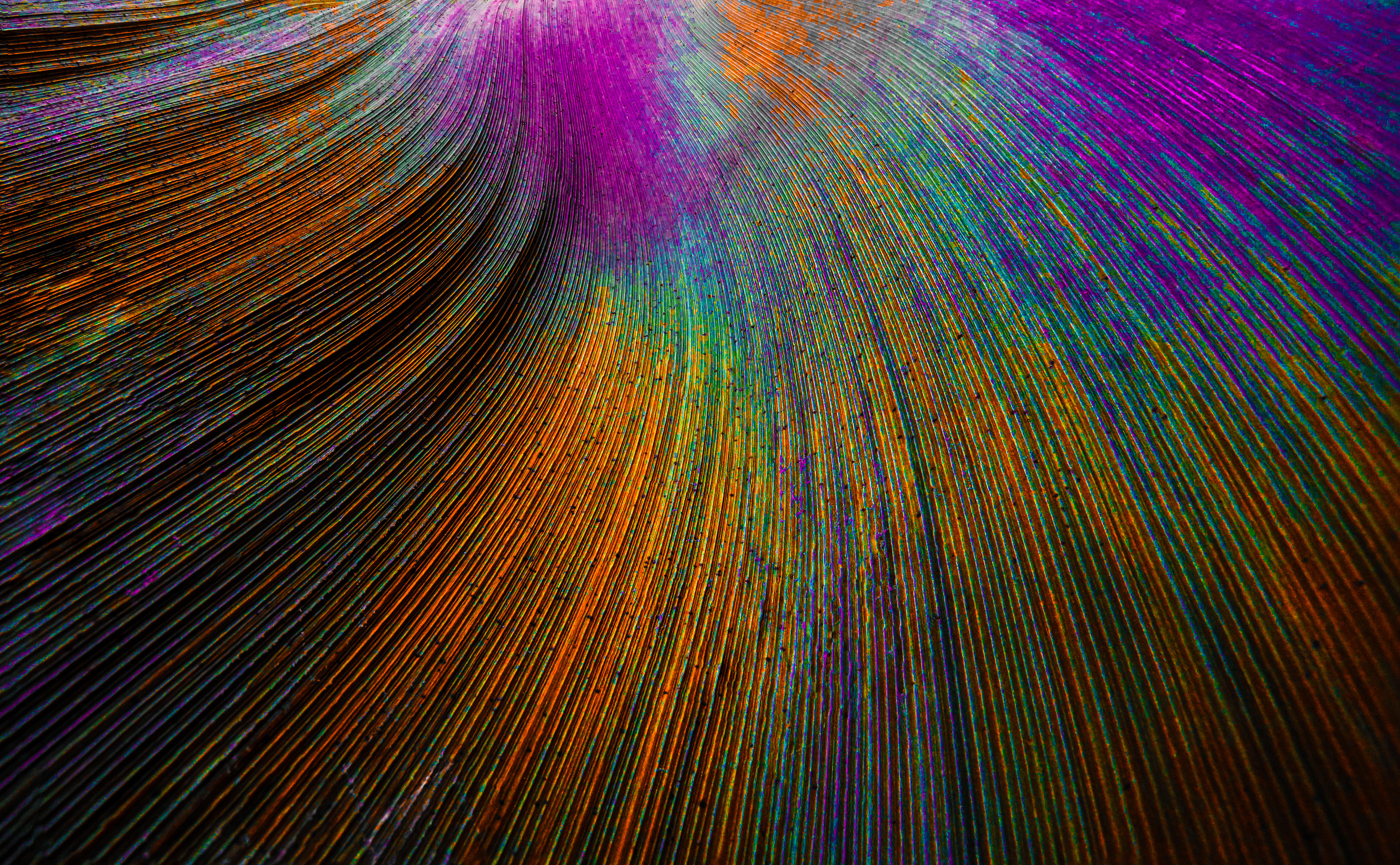 Peacock feather Wallpaper 4K, Curved lines, Colorful, Abstract, #1900