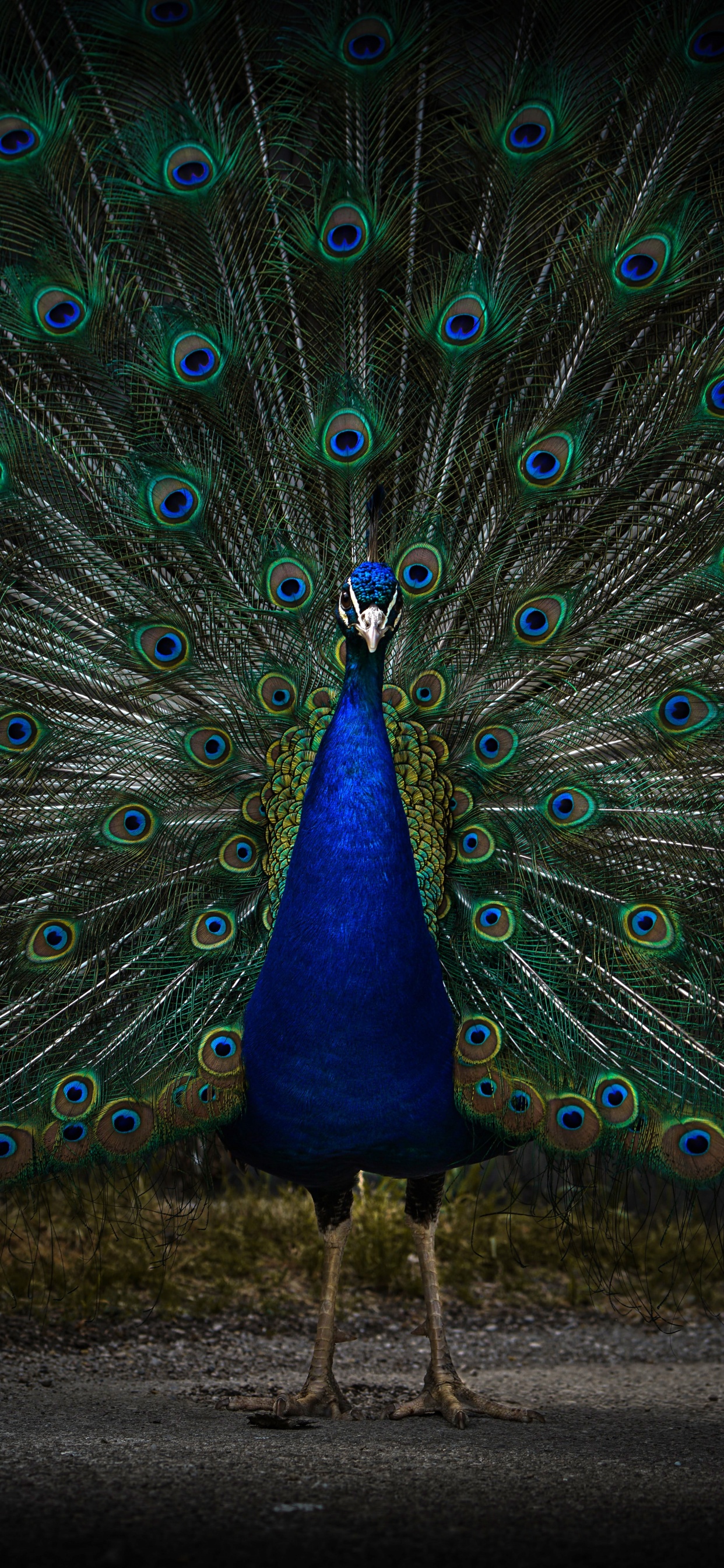 Peacock 1080P, 2K, 4K, 5K HD wallpapers free download | Wallpaper Flare
