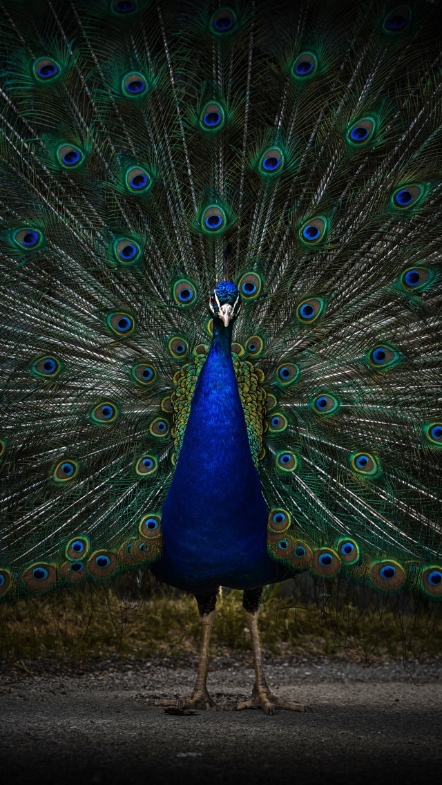Peacock 4K Wallpaper, Peafowl, Zoo, Dark, 5K, 8K, Animals