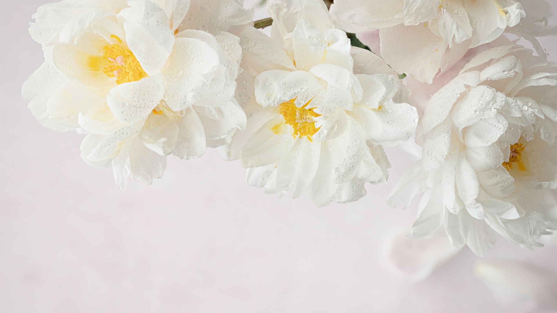 Peony Flowers Wallpaper 4K, White Peonies, White Flowers