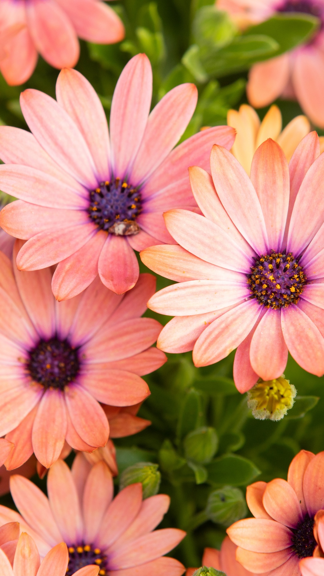 Pink Daisies Wallpaper 4K, Floral Background, Blossom, Bloom, Spring ...