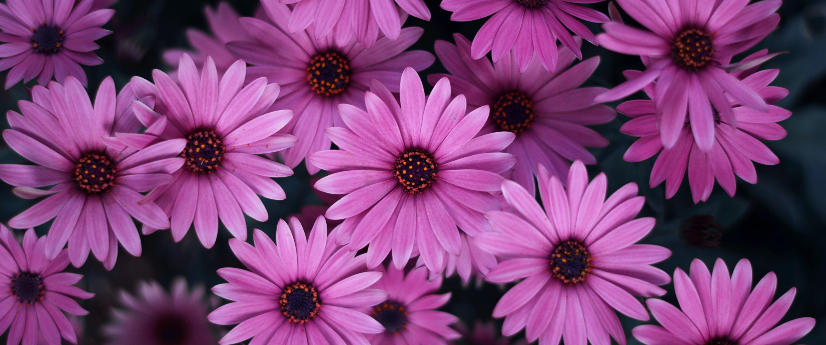 Pink Daisies Wallpaper 4K, Spring, Blossom, Bloom, Closeup