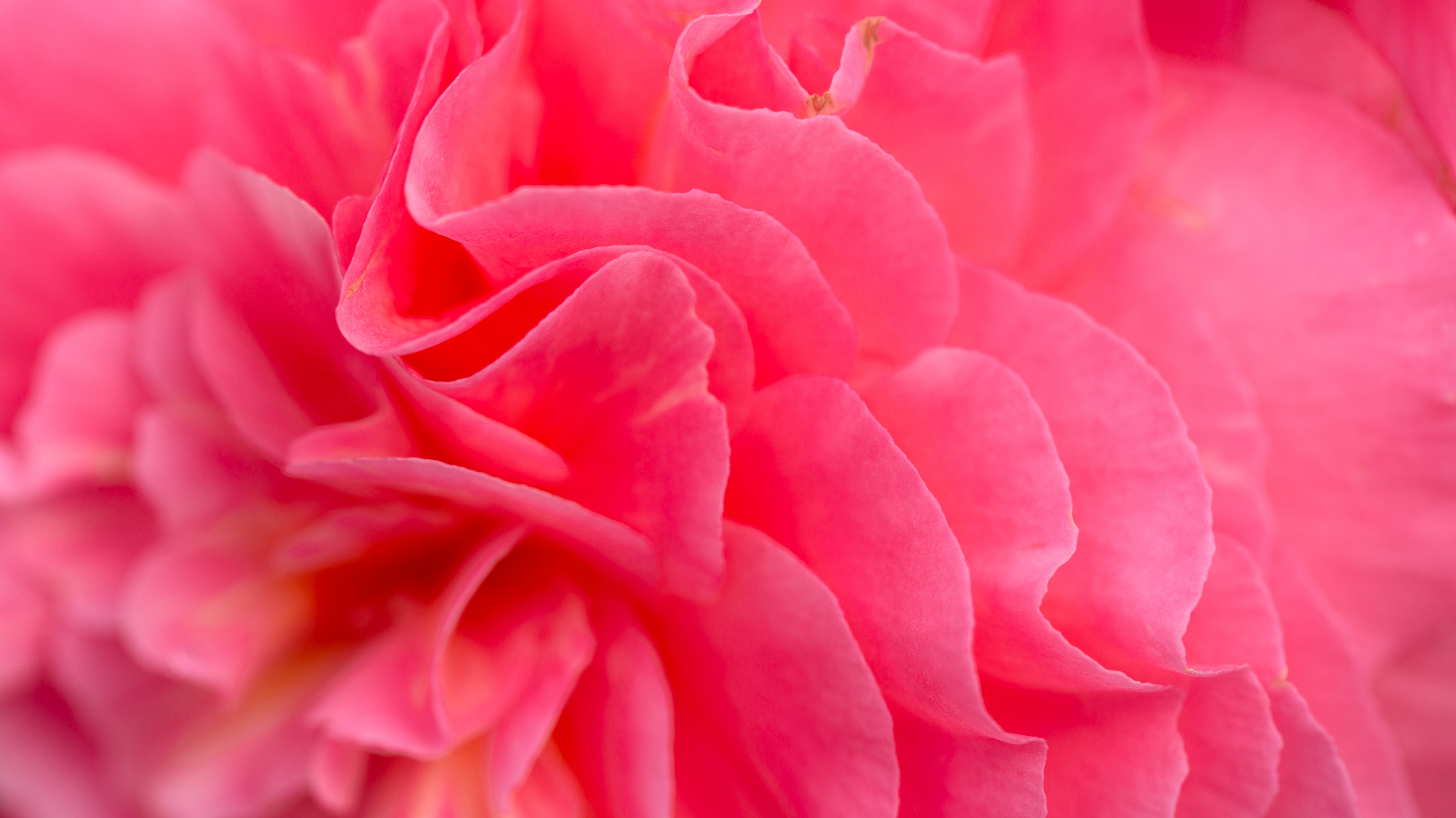 Hình nền hoa màu hồng sẽ làm cho màn hình của bạn trở nên tươi tắn và đẹp mắt hơn. Với những bông hoa nhỏ bé và tinh tế, bạn sẽ được tận hưởng vẻ đẹp thiên nhiên thật tuyệt vời. Hãy nhấp chuột để xem hình nền hoa màu hồng đầy sắc màu và tối ưu hóa trải nghiệm của bạn!