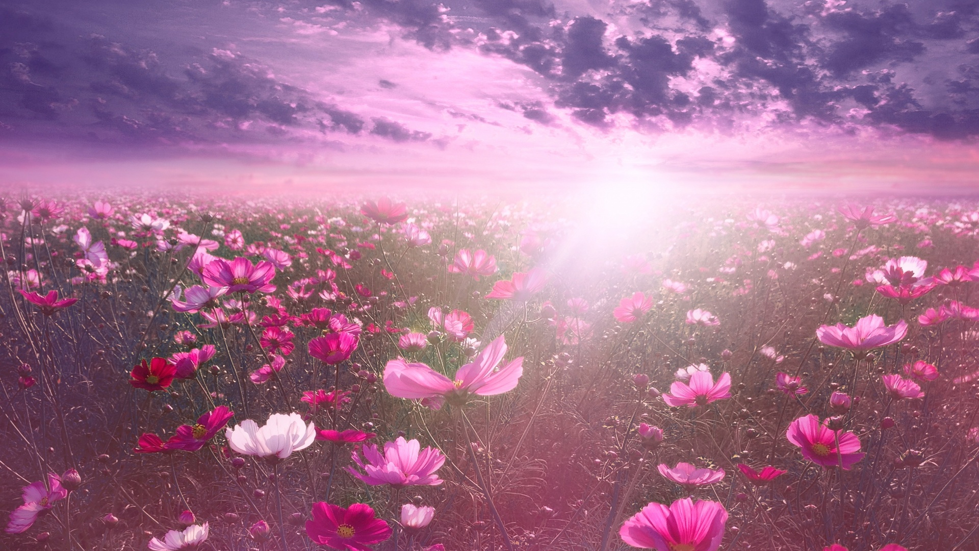 Pink flower Wallpaper 4K, Cosmos, Sunrise, Garden, Sky view