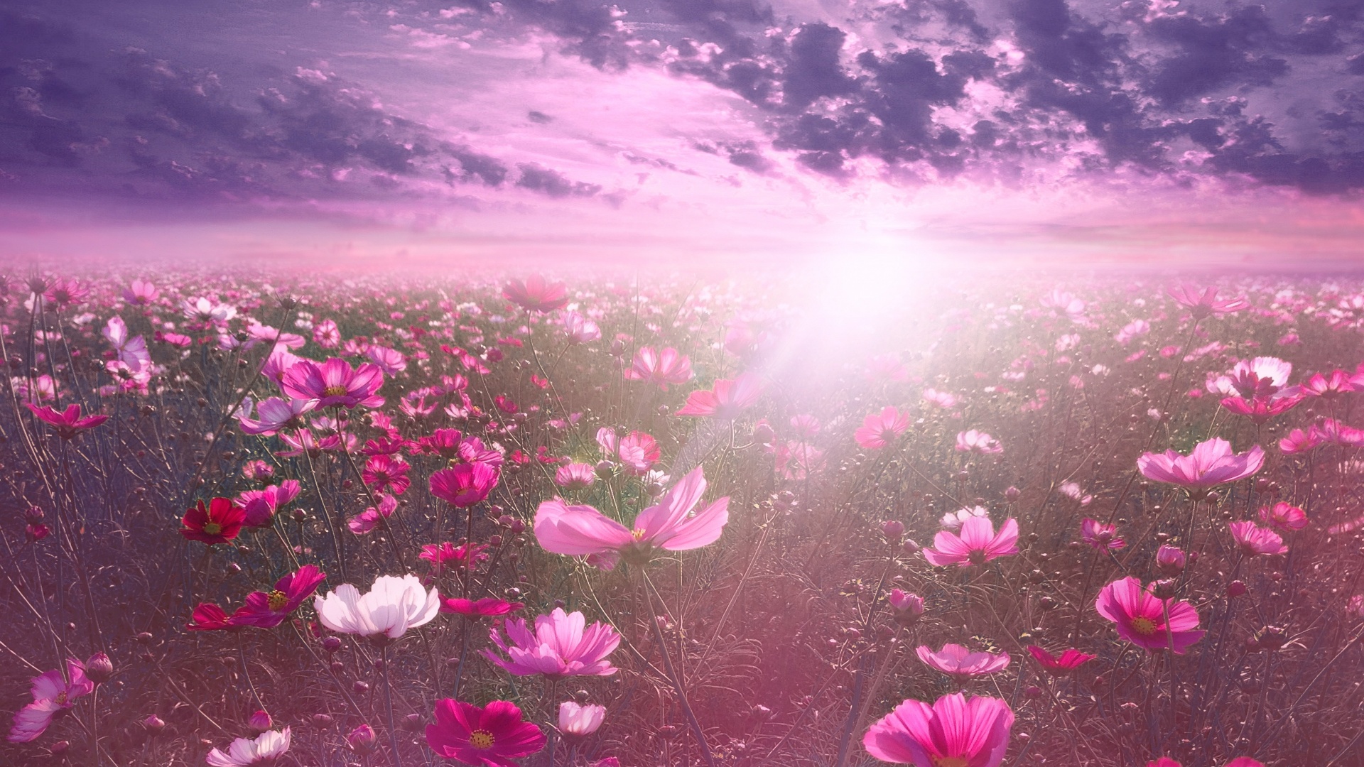 Nature In Pink Wallpapers - Wallpaper Cave