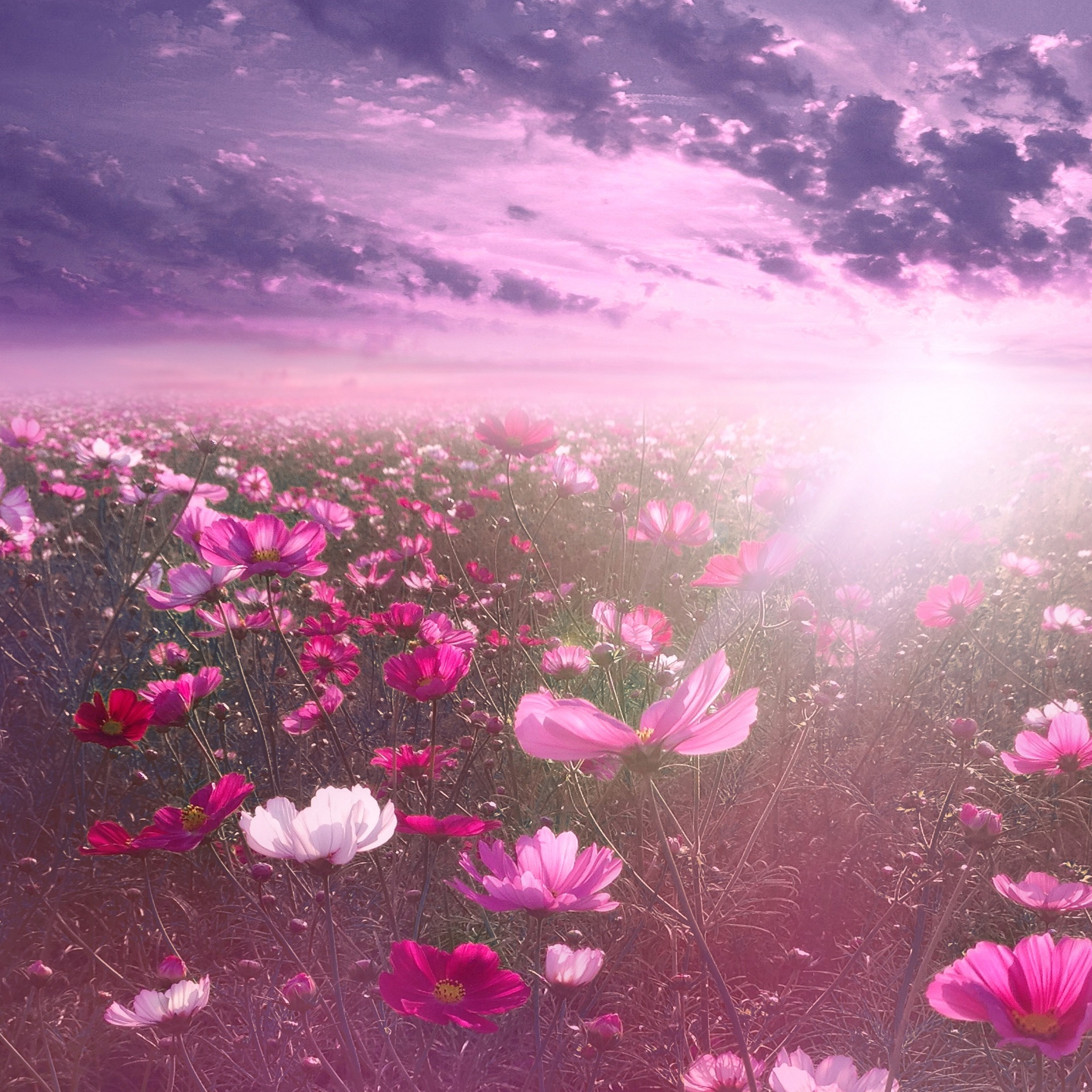 Pink Flowers Live Wallpaper  Apps on Google Play