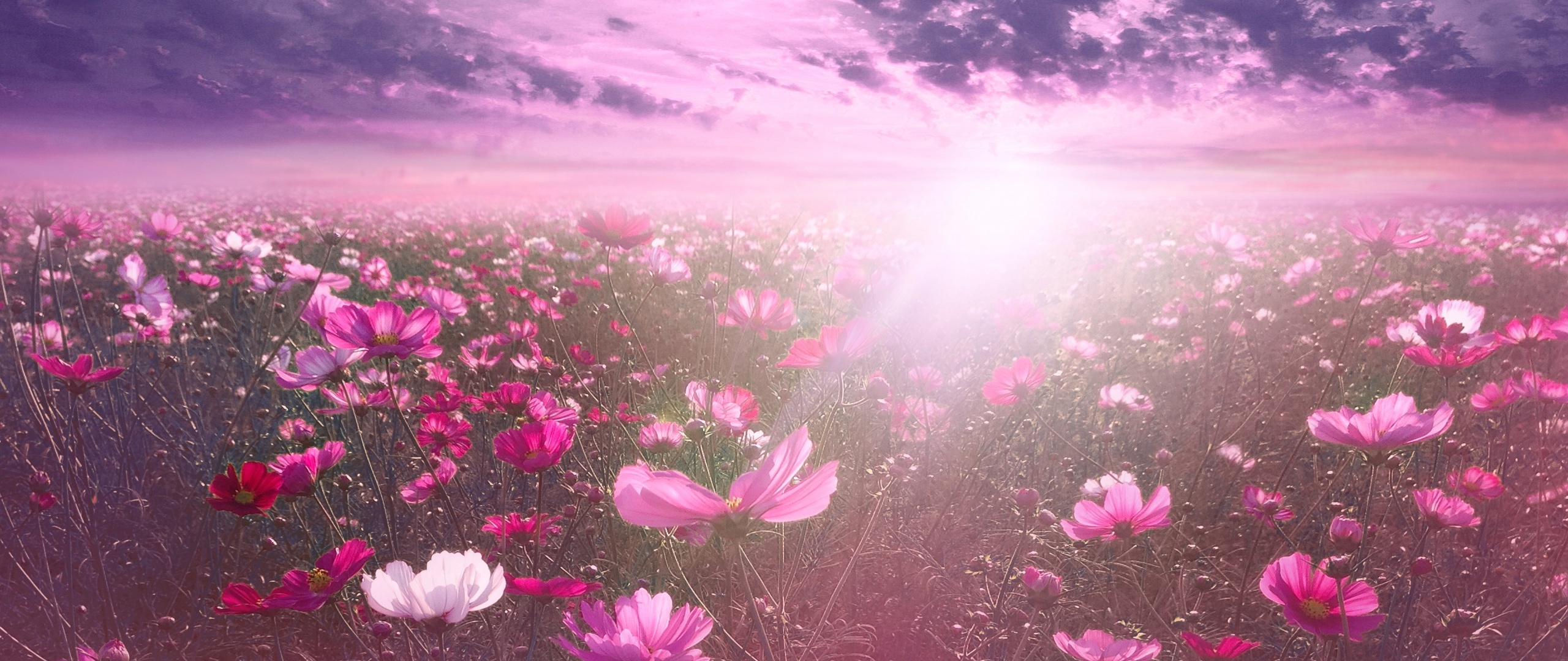 Flowers Wallpaper HD - Nature love backgrounds APK for Android Download